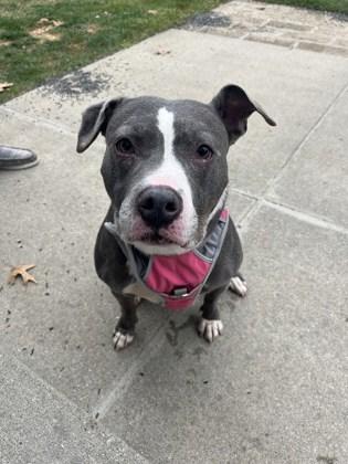 Enlarge Jolene, a Adoptable mixed breed in Mishawaka, IN image 6/6