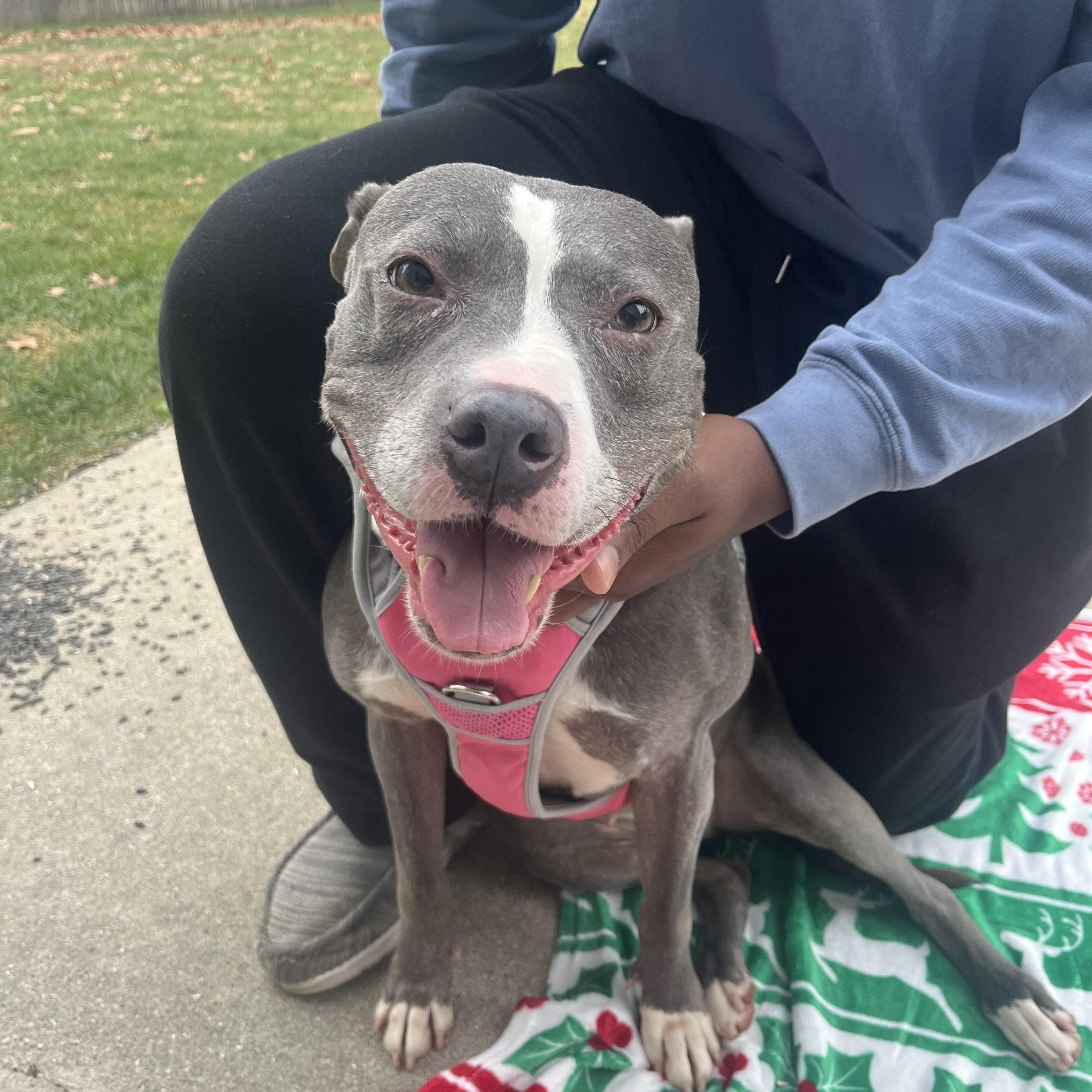 Enlarge Jolene, a Adoptable mixed breed in Mishawaka, IN image 3/6
