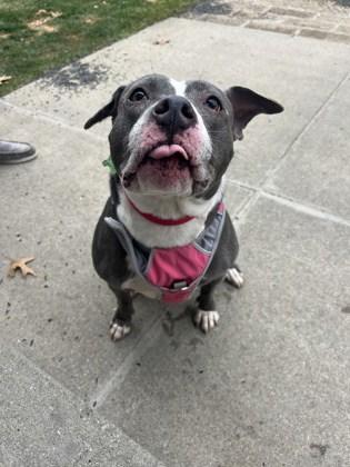 Jolene, Adoptable, Senior Female Mixed Breed.