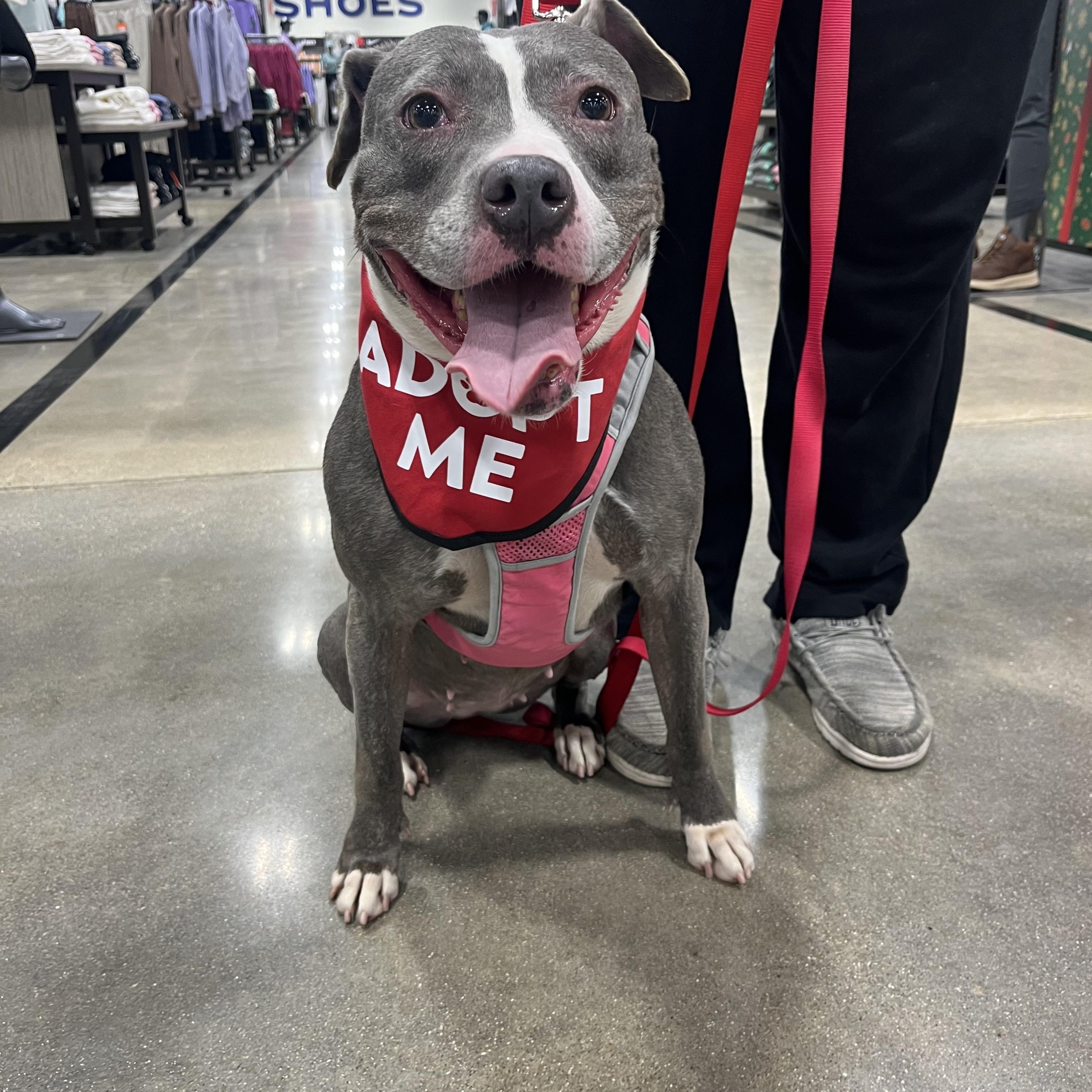 Enlarge Jolene, a Adoptable mixed breed in Mishawaka, IN image 5/6