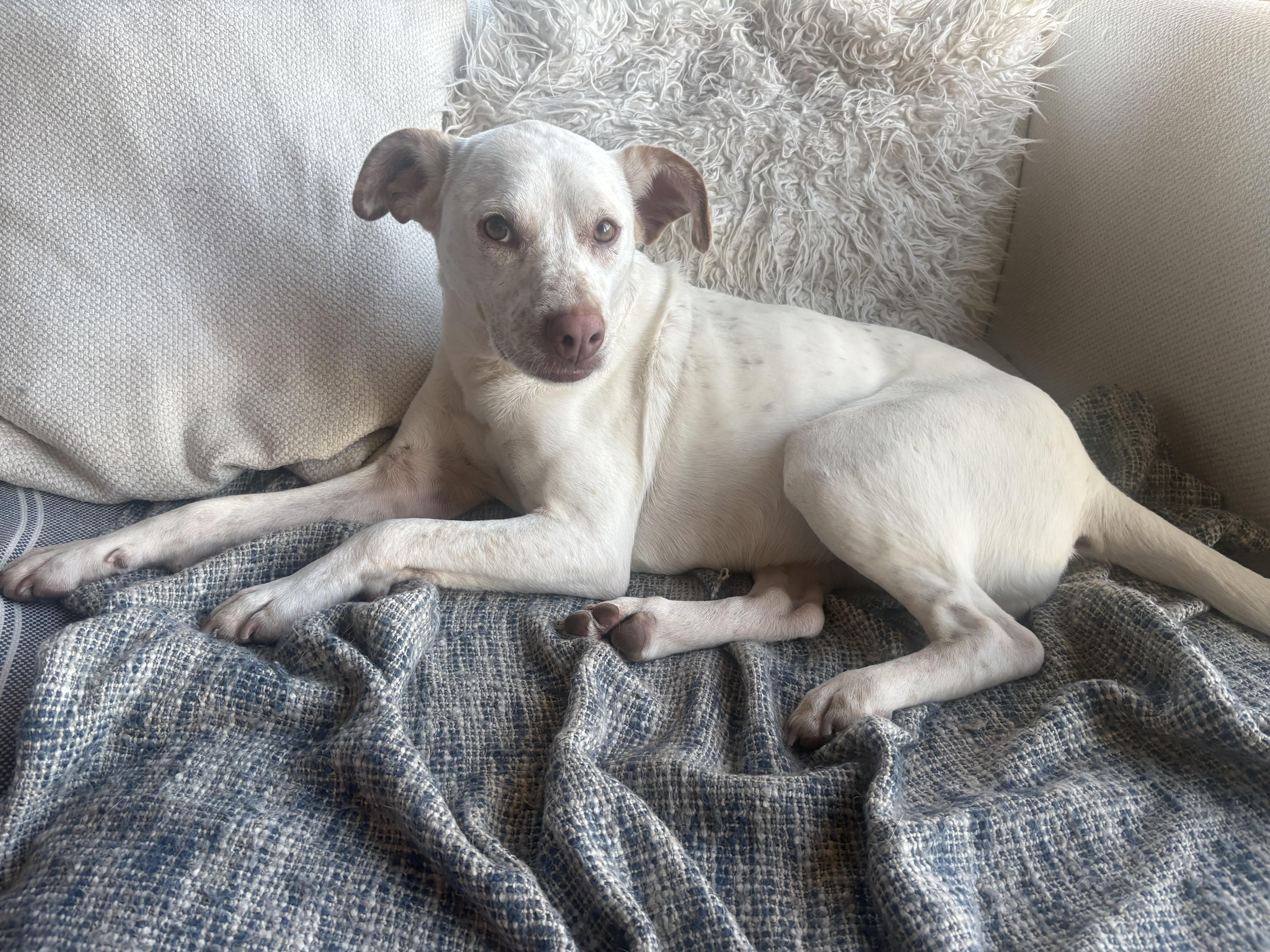 Enlarge Avena, a Adoptable mixed breed in San Diego, CA image 6/6