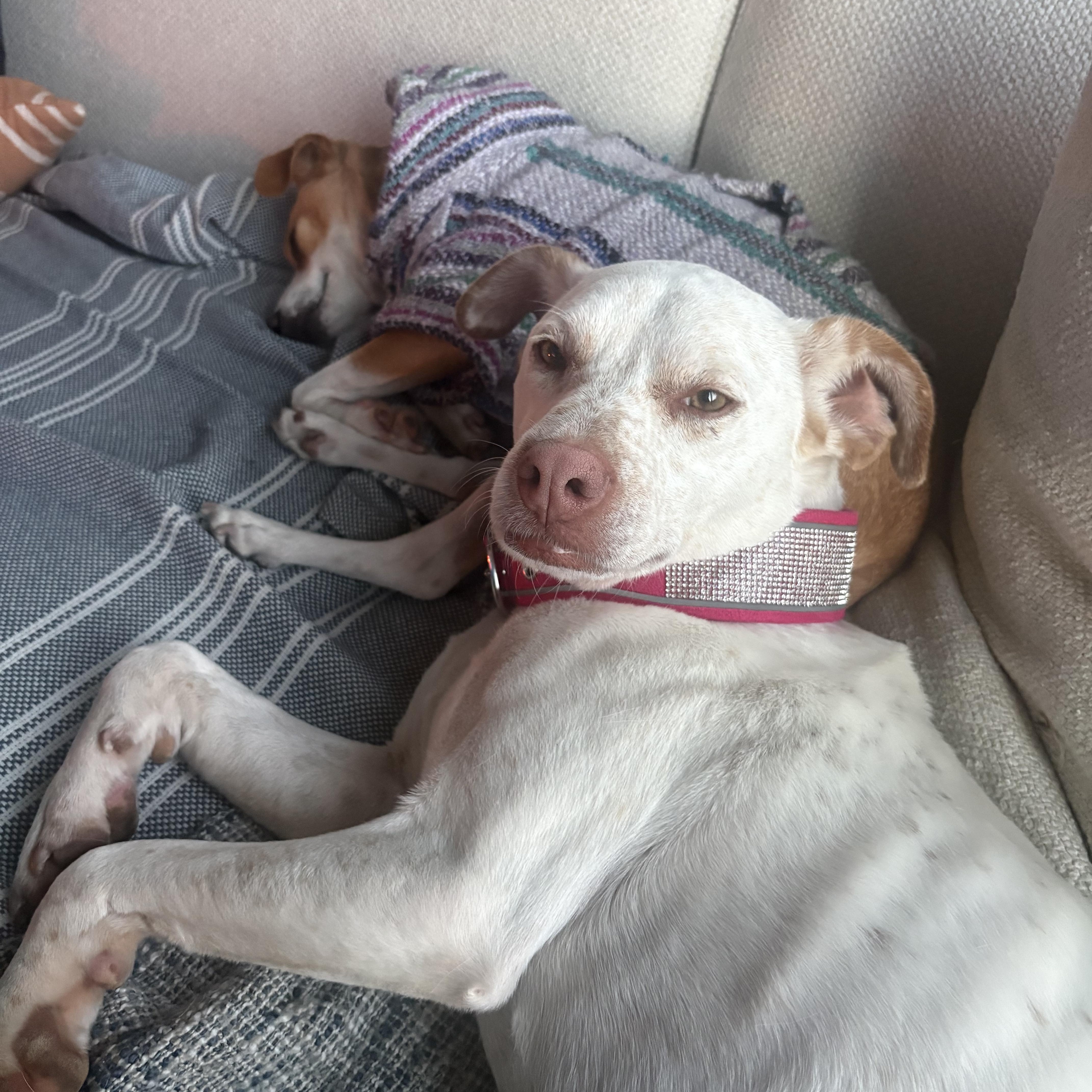 Enlarge Avena, a Adoptable mixed breed in San Diego, CA image 5/6