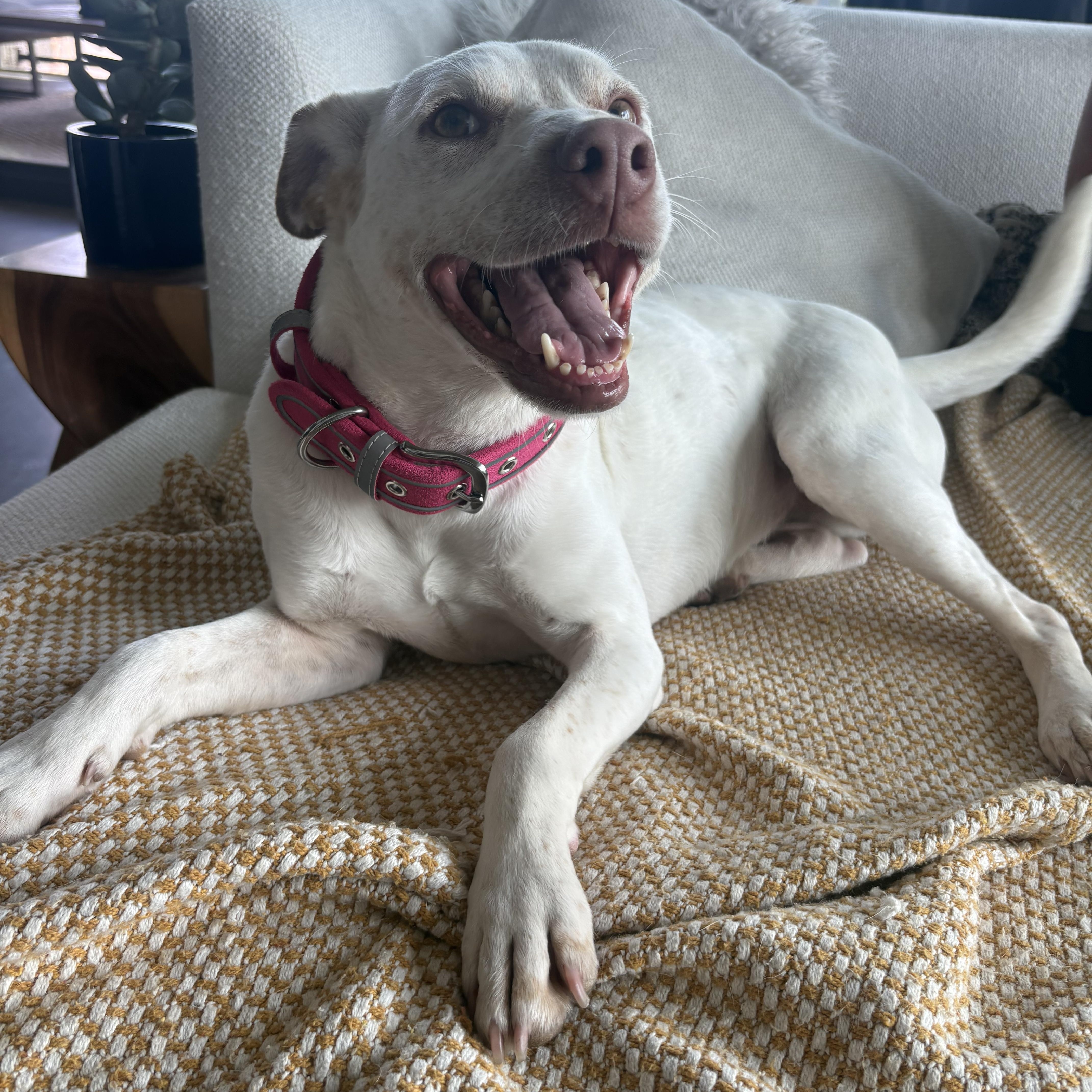 Enlarge Avena, a Adoptable mixed breed in San Diego, CA image 2/6