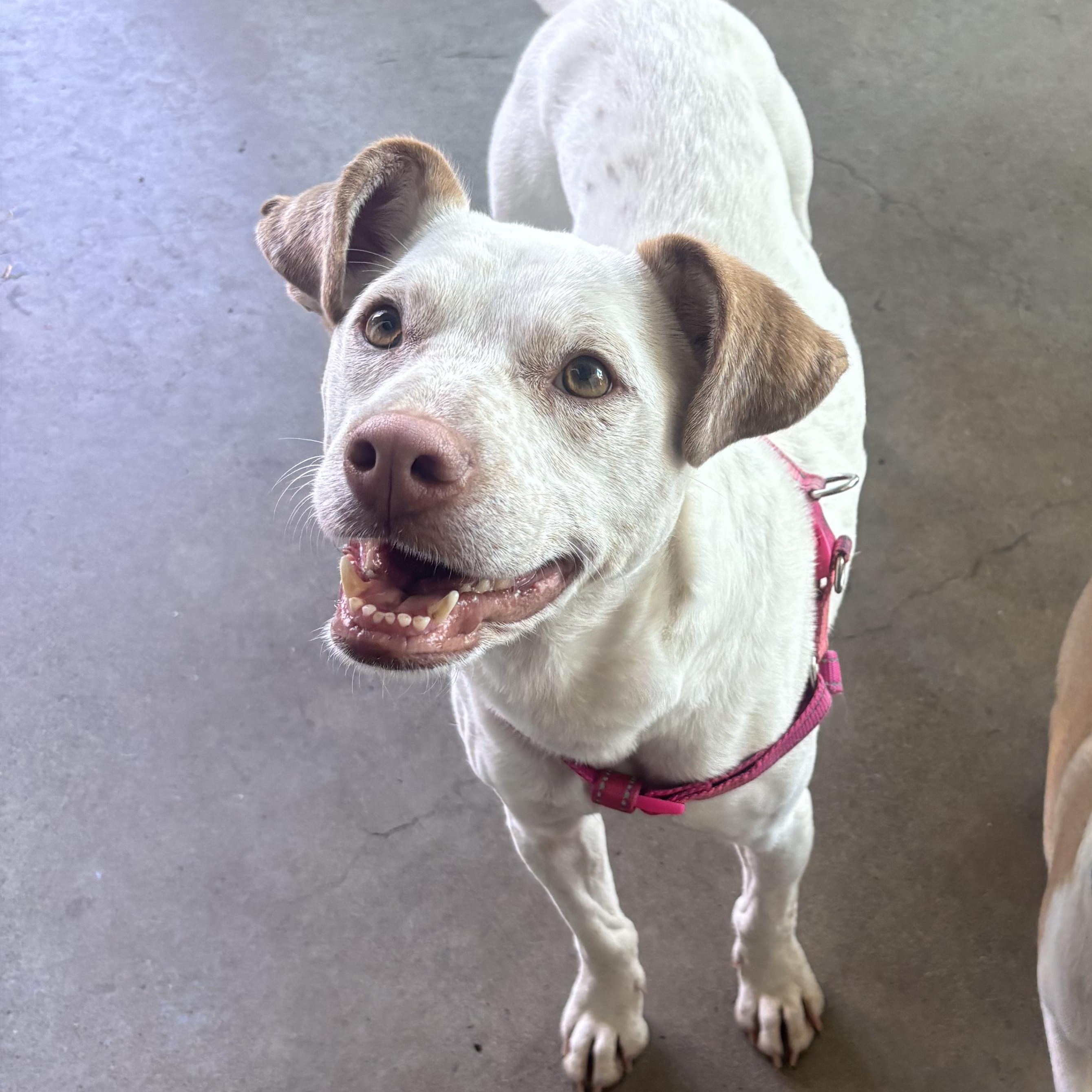 Avena, Adoptable, Adult Female Catahoula Leopard Dog & Labrador Retriever.
