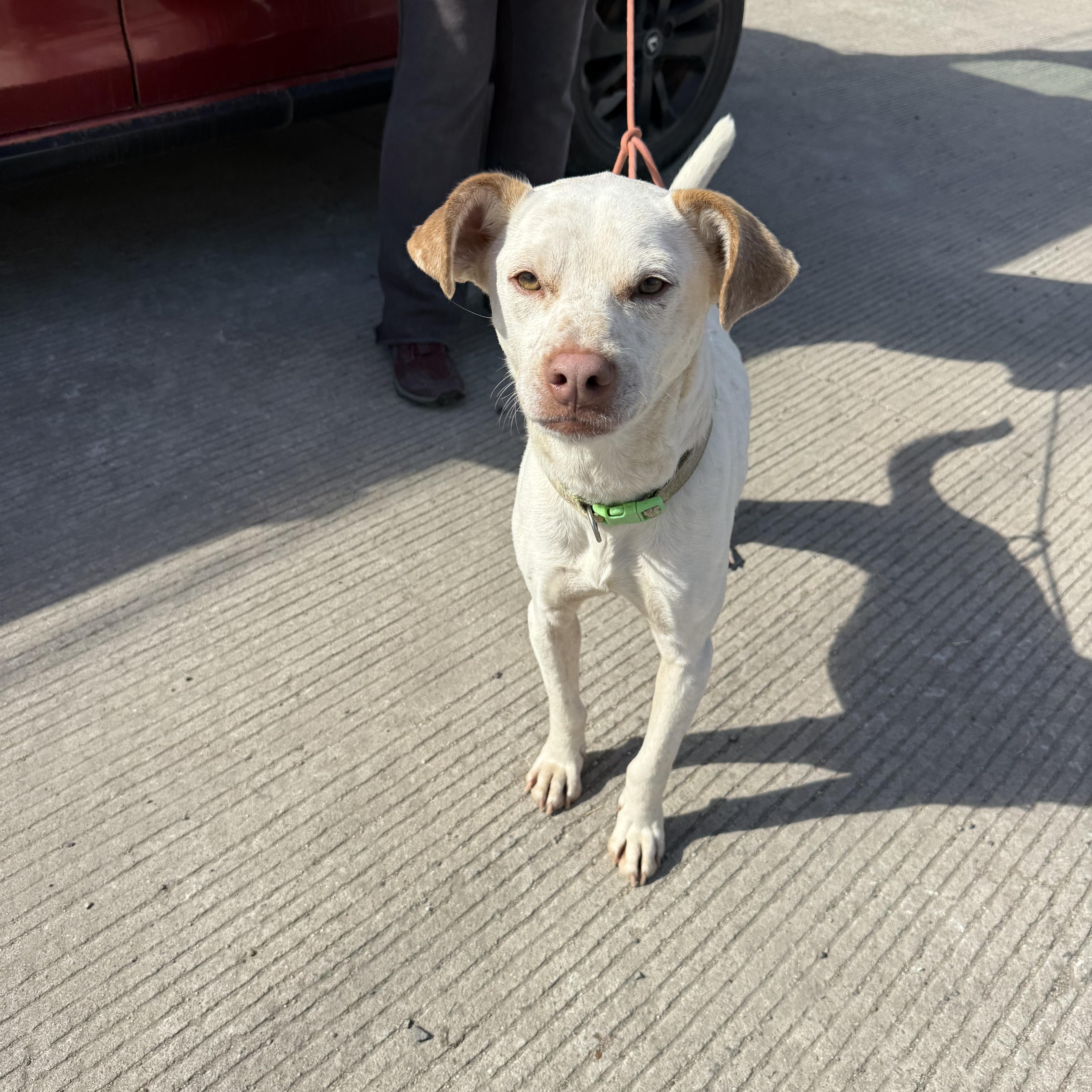 Enlarge Avena, a Adoptable mixed breed in San Diego, CA image 4/6