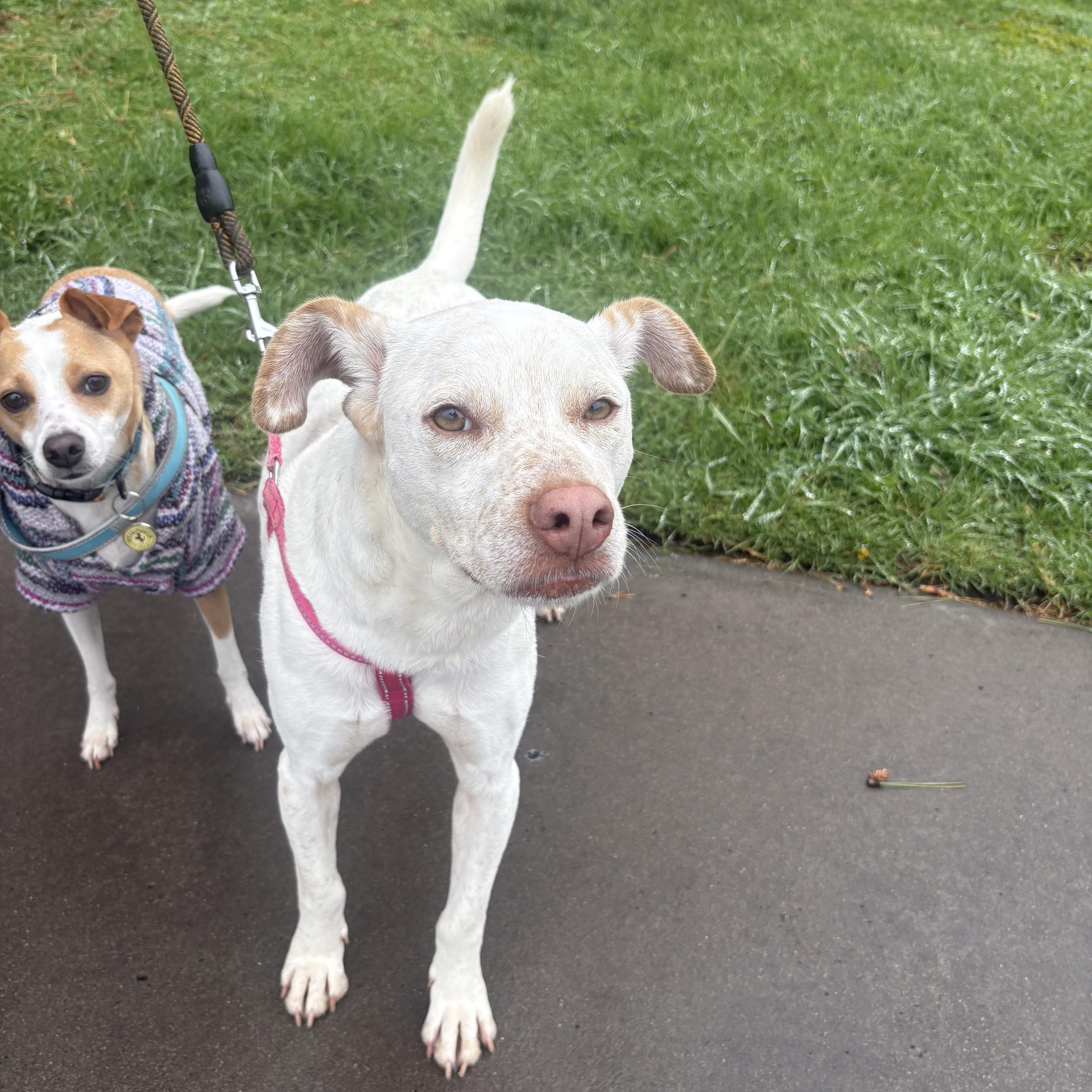 Enlarge Avena, a Adoptable mixed breed in San Diego, CA image 3/6