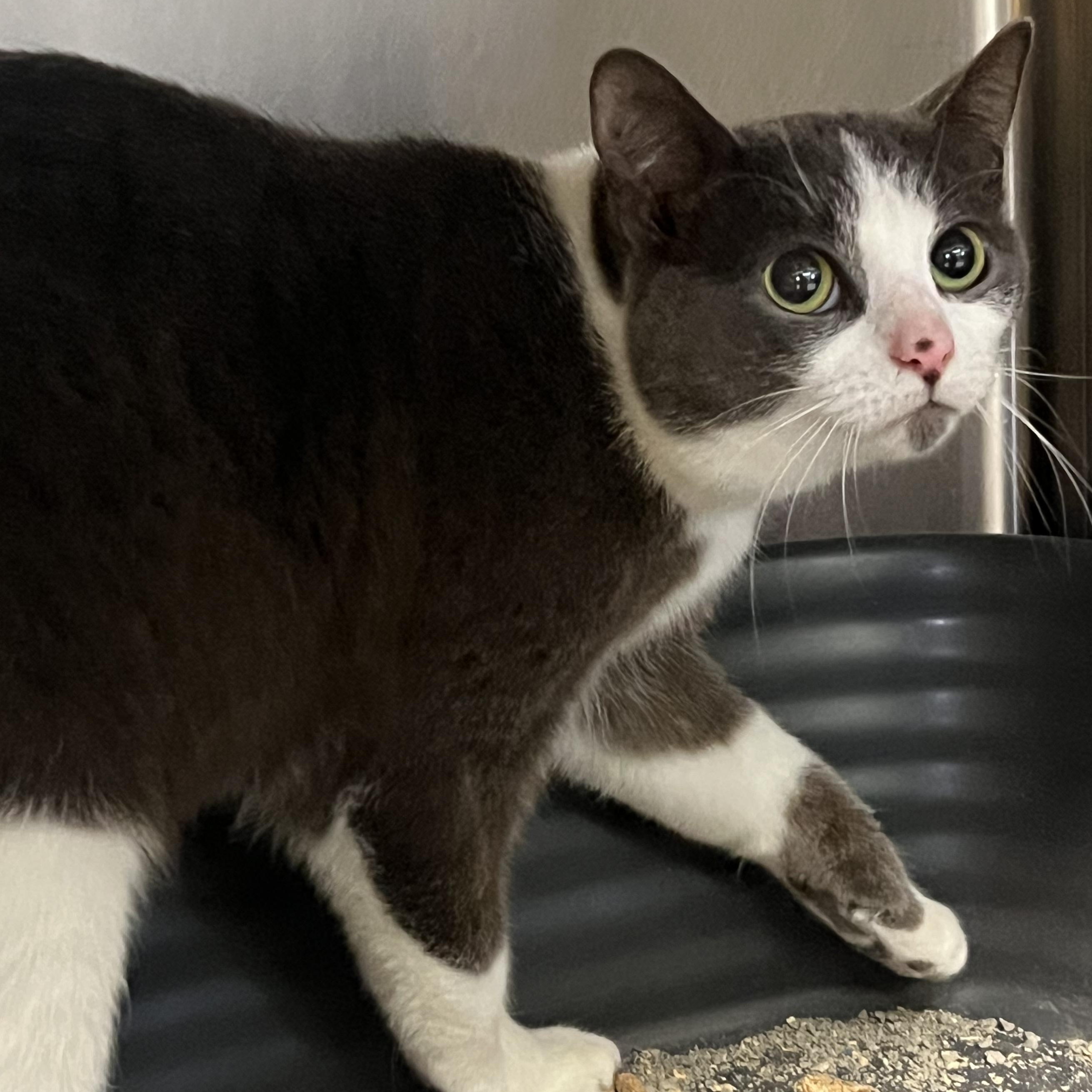 Eileen, ADOPTABLE, Young Female Domestic Short Hair.