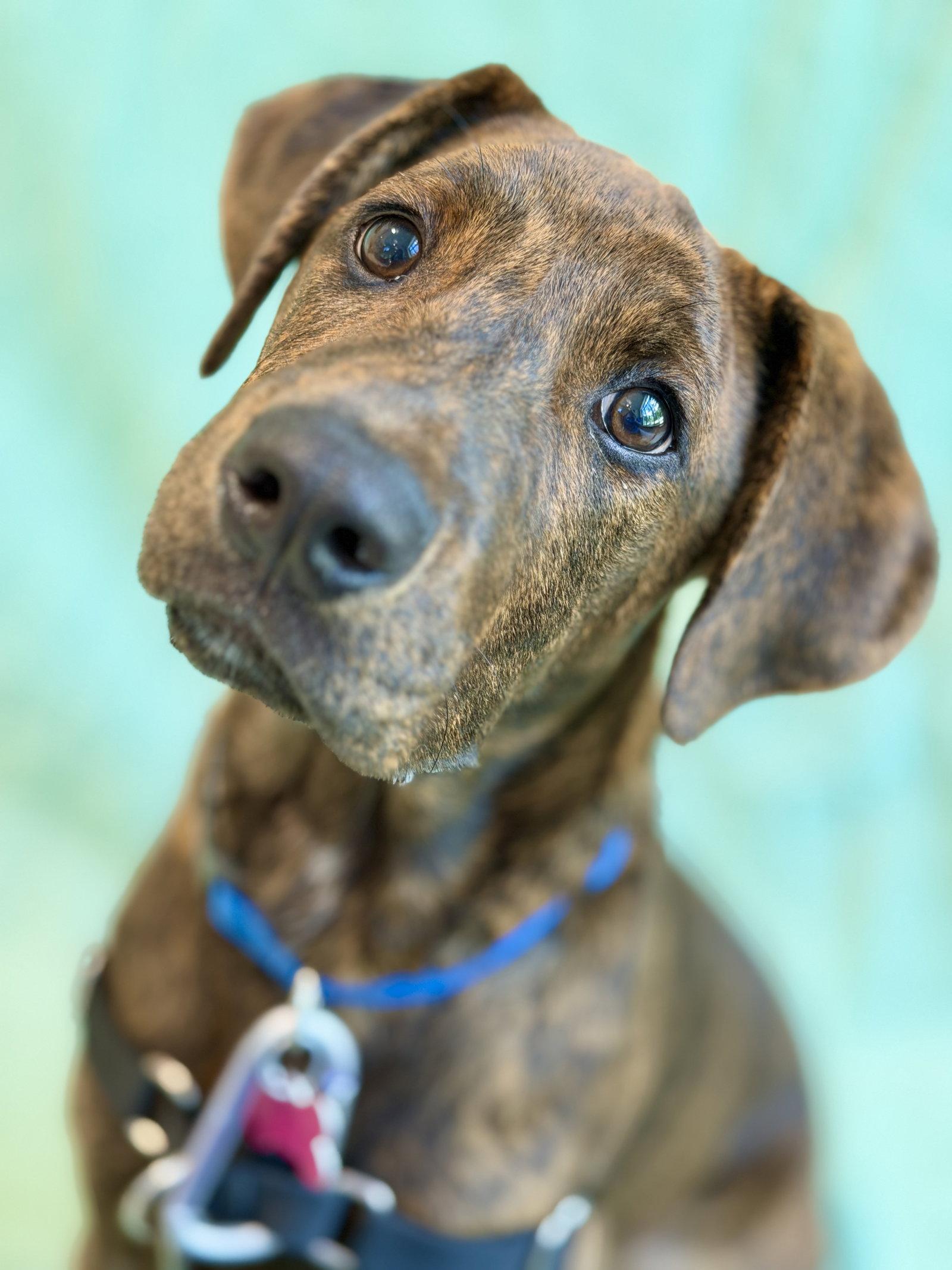 Brooks, Adopted, Young Male Hound.