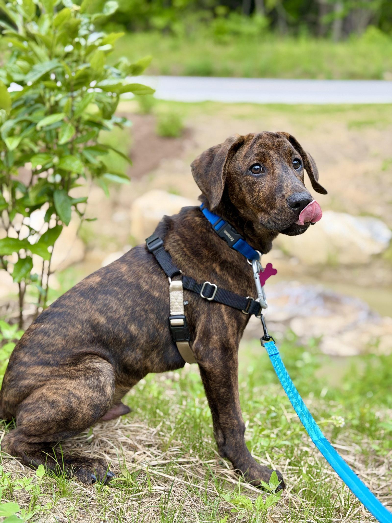 Brooks, a Adopted Hound in West Cornwall, CT image 2/3