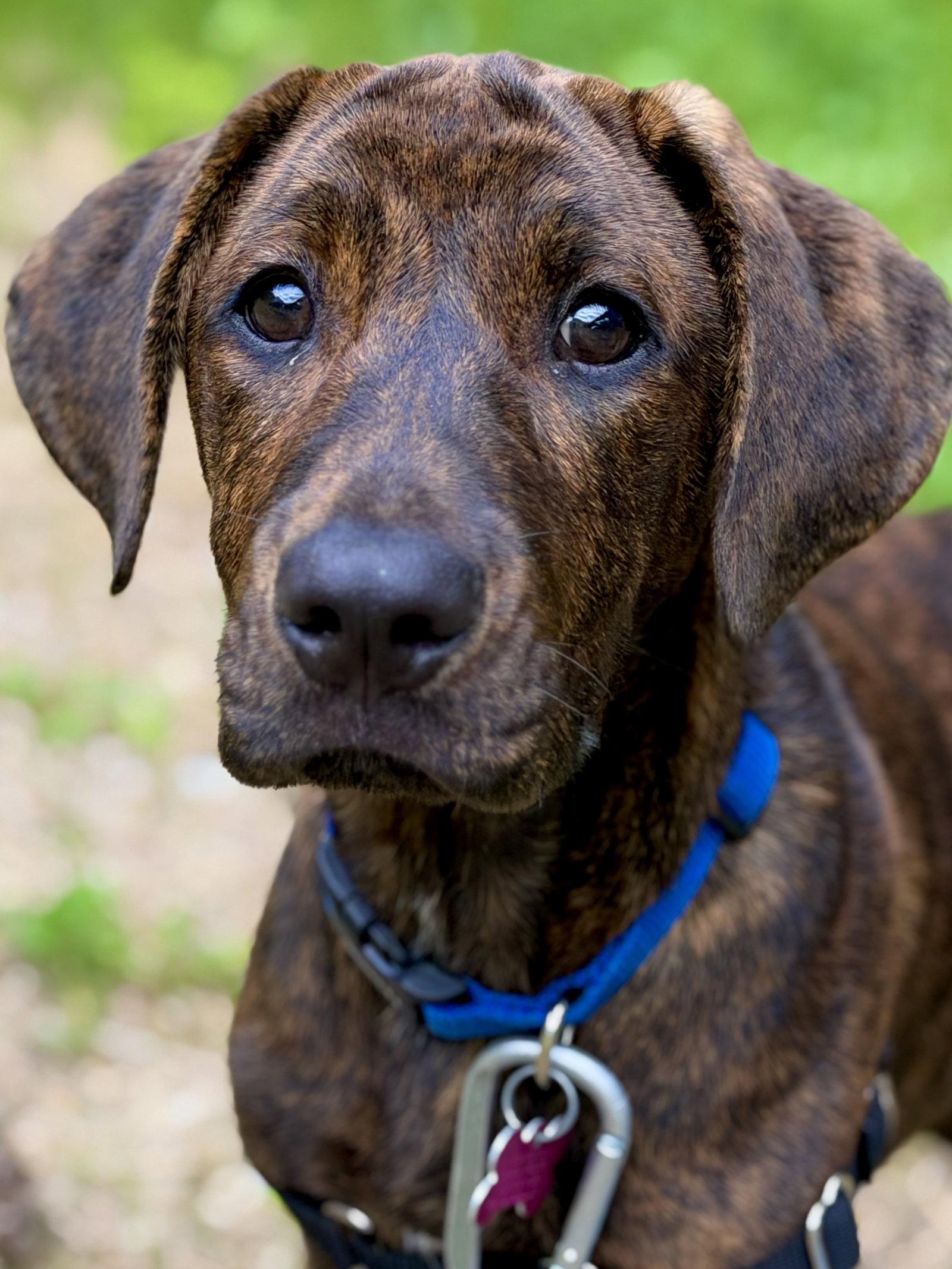 Brooks, a Adopted Hound in West Cornwall, CT image 3/3
