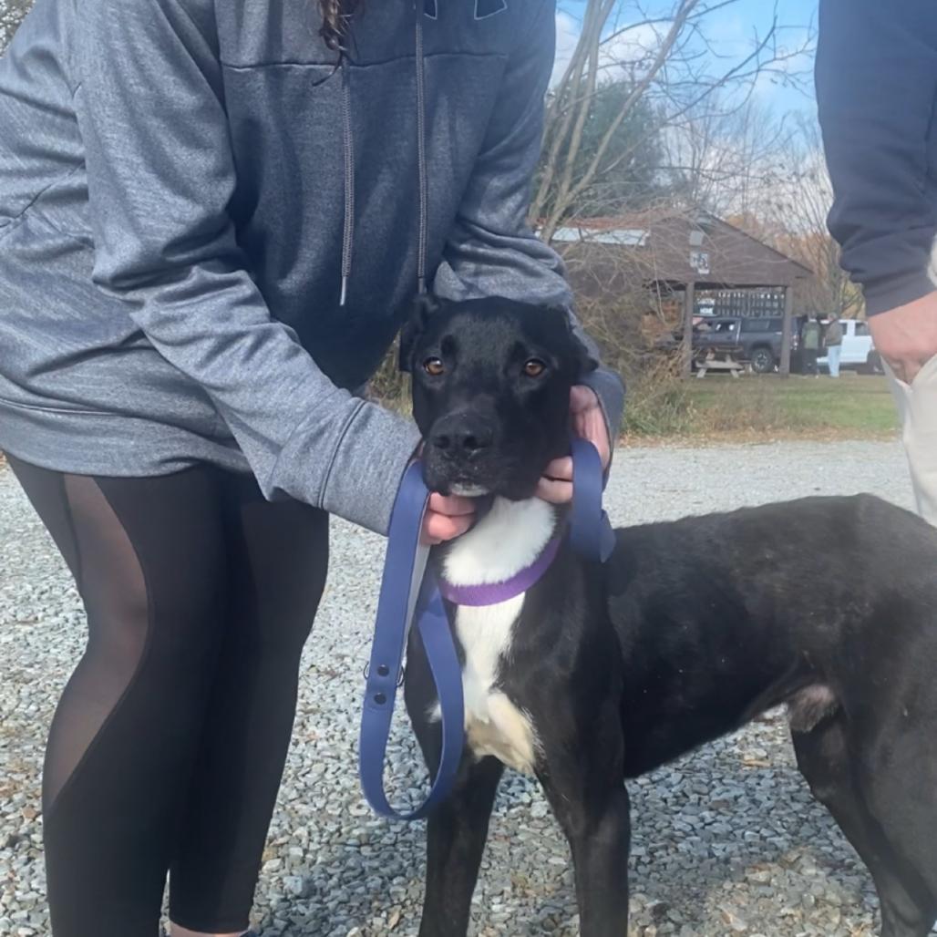 Titus, Adoptable, Young Male Black Labrador Retriever.