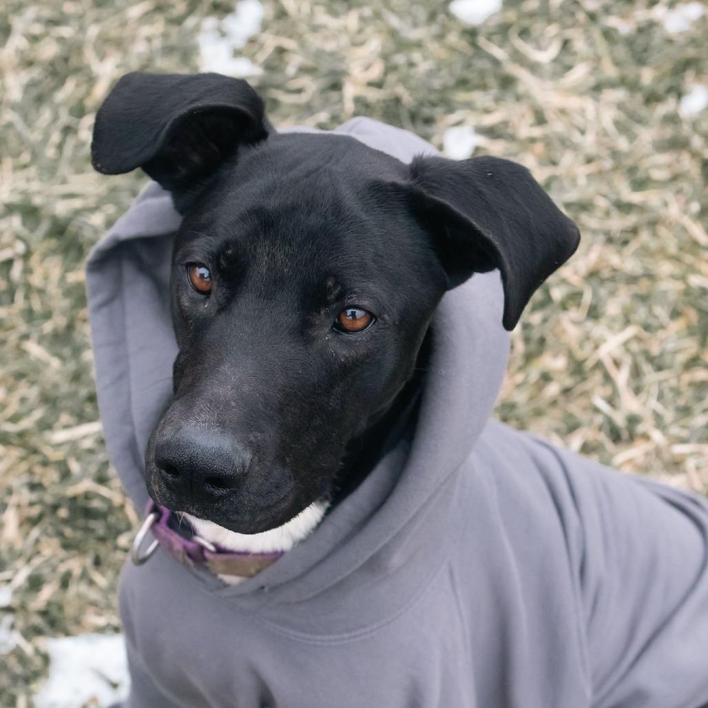 Enlarge Titus, a Adoptable Black Labrador Retriever in Uniontown, PA image 2/6
