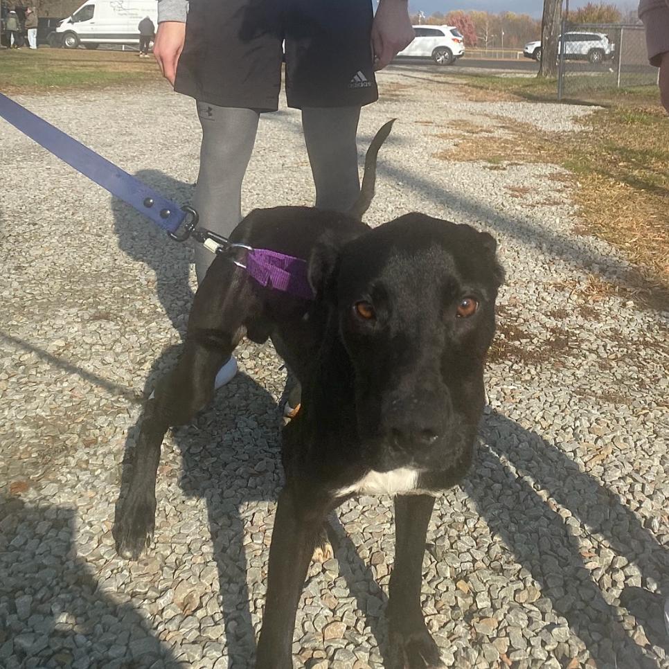 Enlarge Titus, a Adoptable Black Labrador Retriever in Uniontown, PA image 3/6