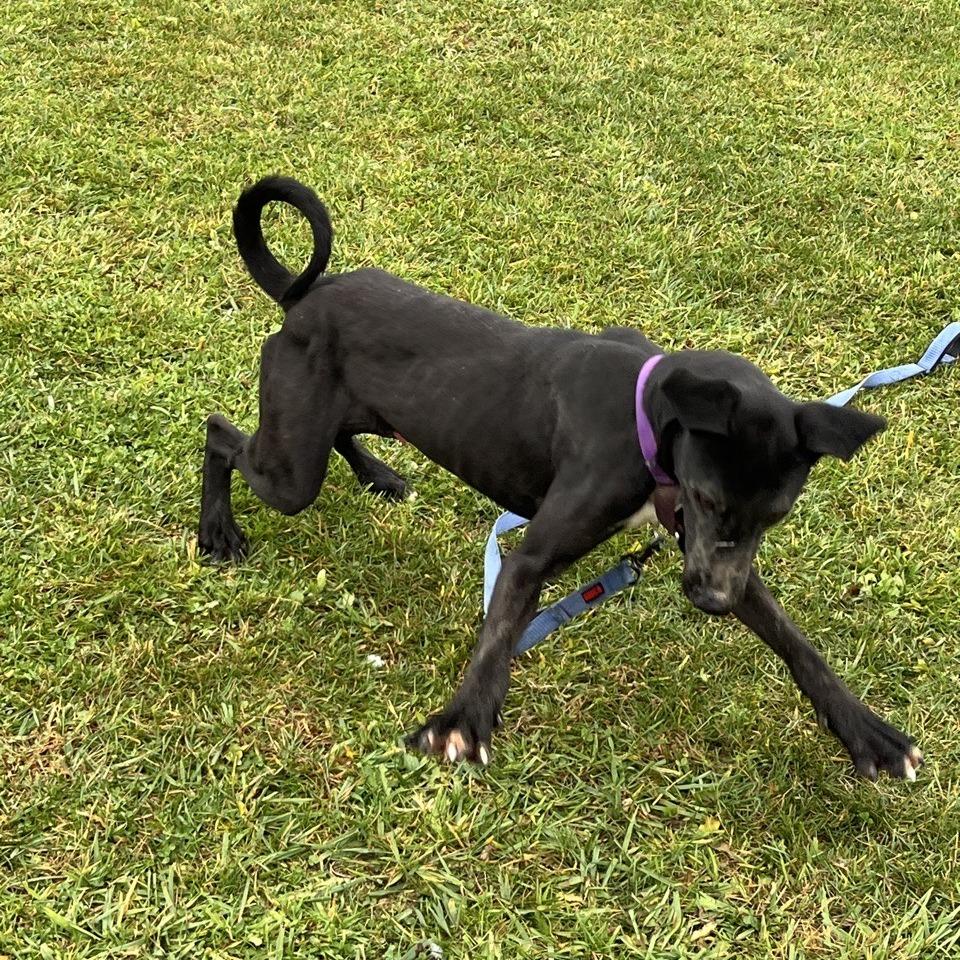 Enlarge Titus, a Adoptable Black Labrador Retriever in Uniontown, PA image 4/6
