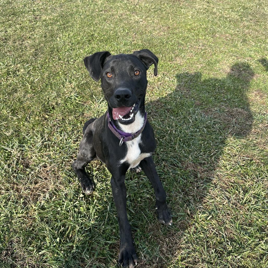 Enlarge Titus, a Adoptable Black Labrador Retriever in Uniontown, PA image 5/6
