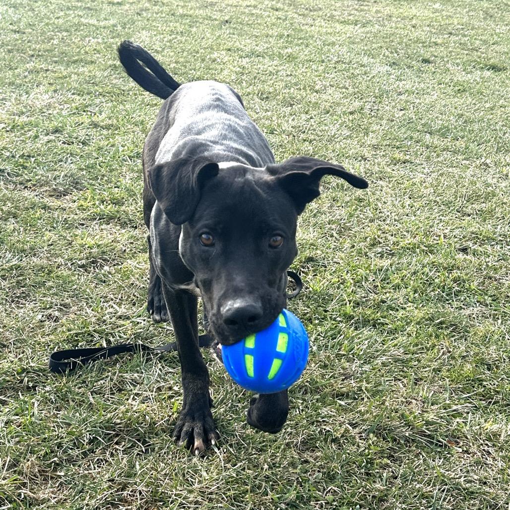 Enlarge Titus, a Adoptable Black Labrador Retriever in Uniontown, PA image 6/6