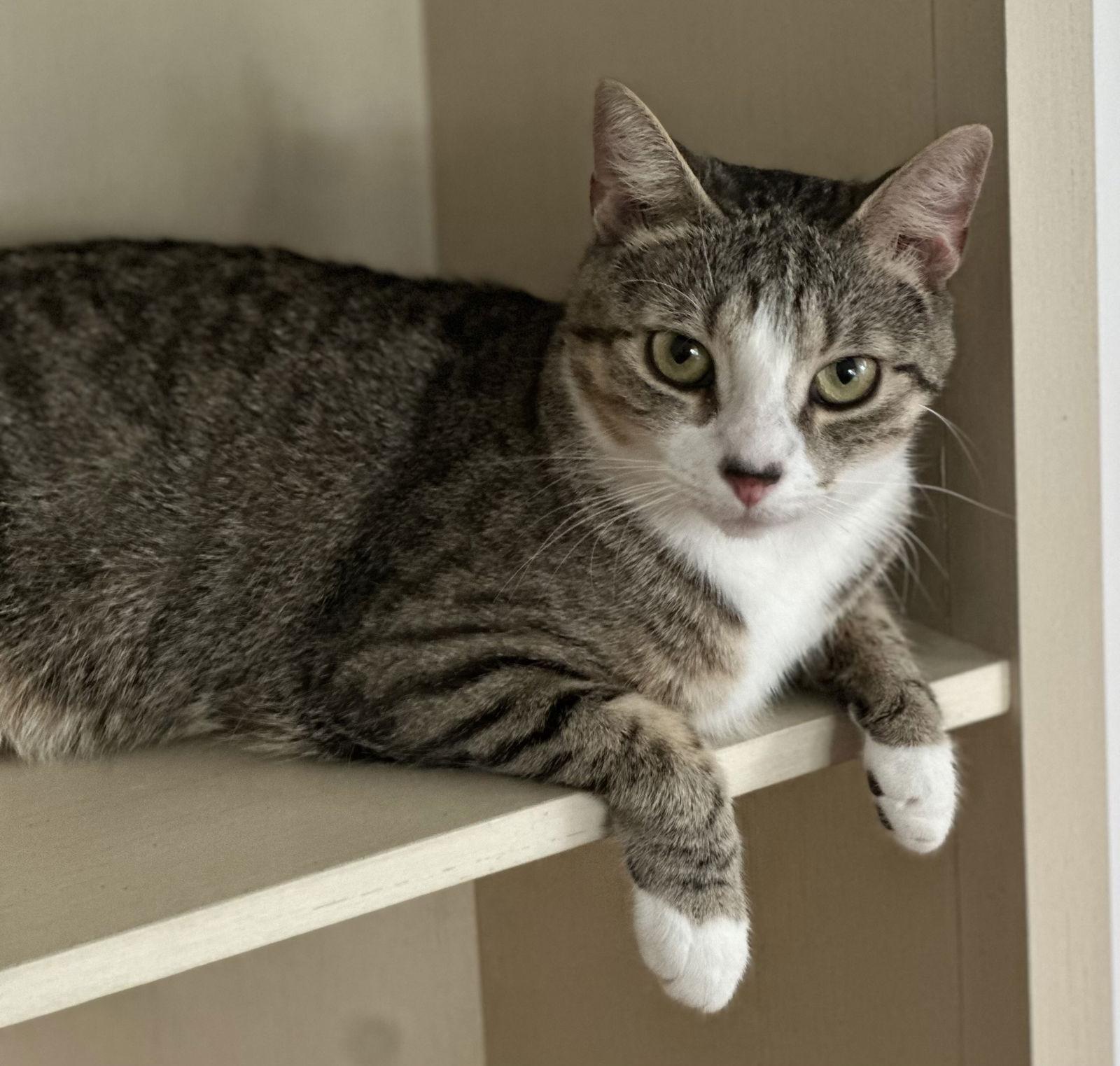 Enlarge Annie, a Adoptable Tabby in Alexandria, VA image 1/1