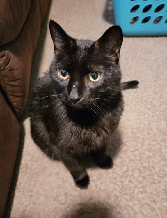 Shade, Adoptable, Adult Male Domestic Short Hair.