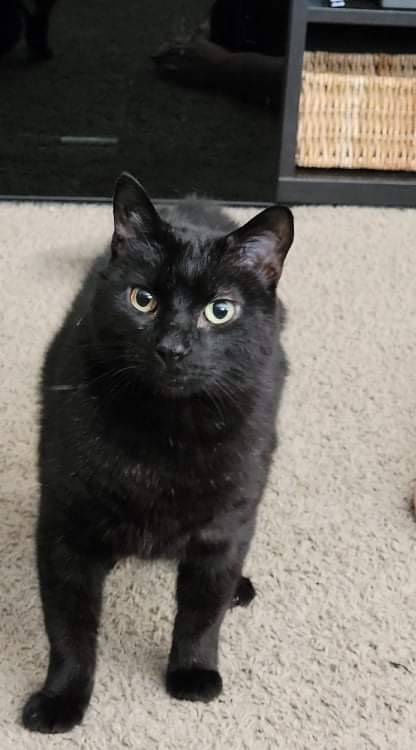 Shade, a Adoptable mixed breed in Crown Point, IN image 2/10