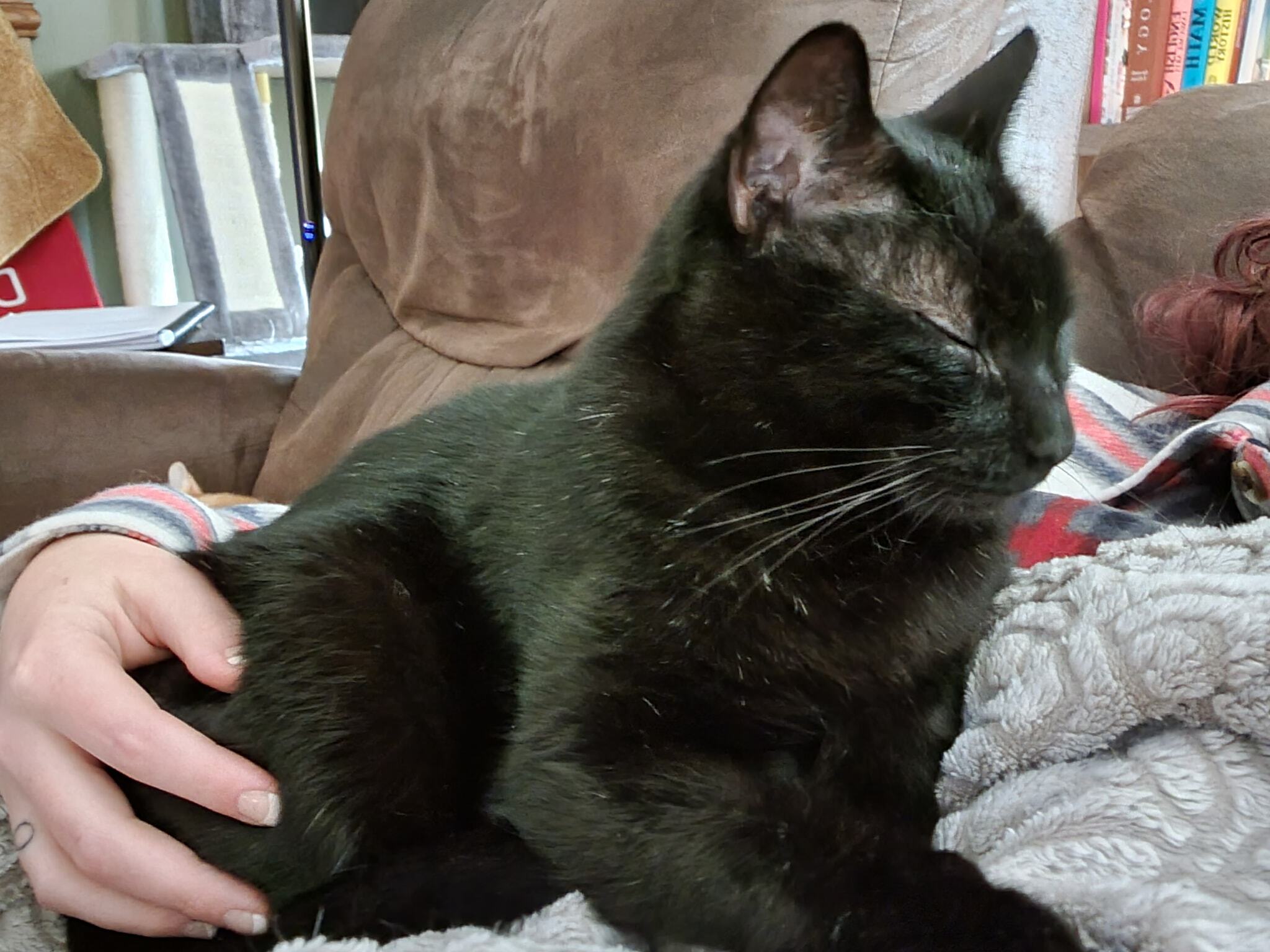 Shade, Adoptable, Adult Male Domestic Short Hair.