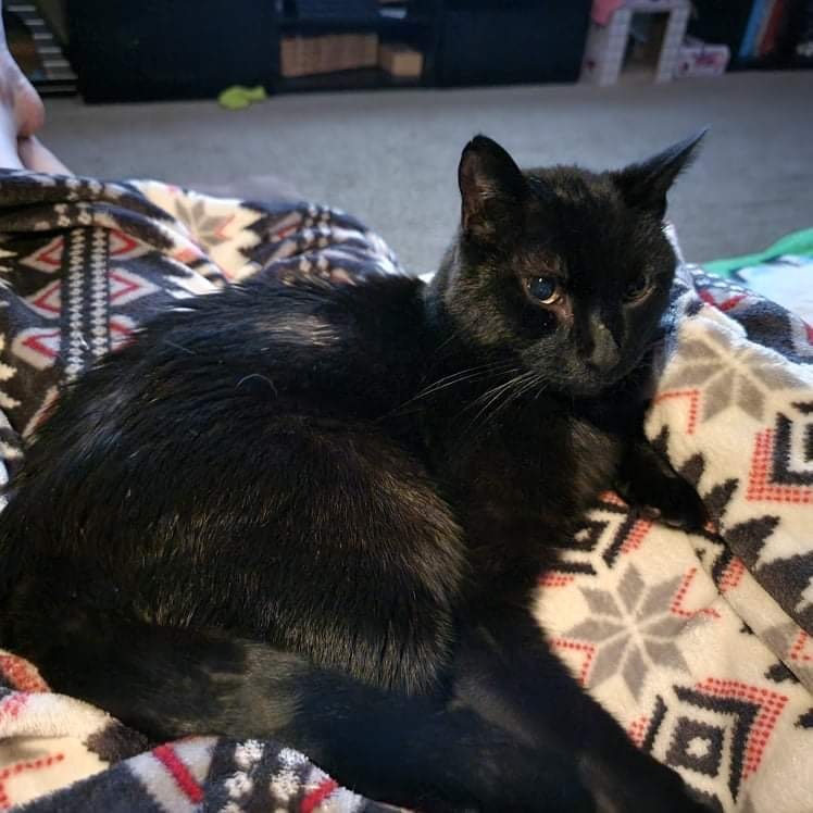 Shade, a Adoptable mixed breed in Crown Point, IN image 5/10