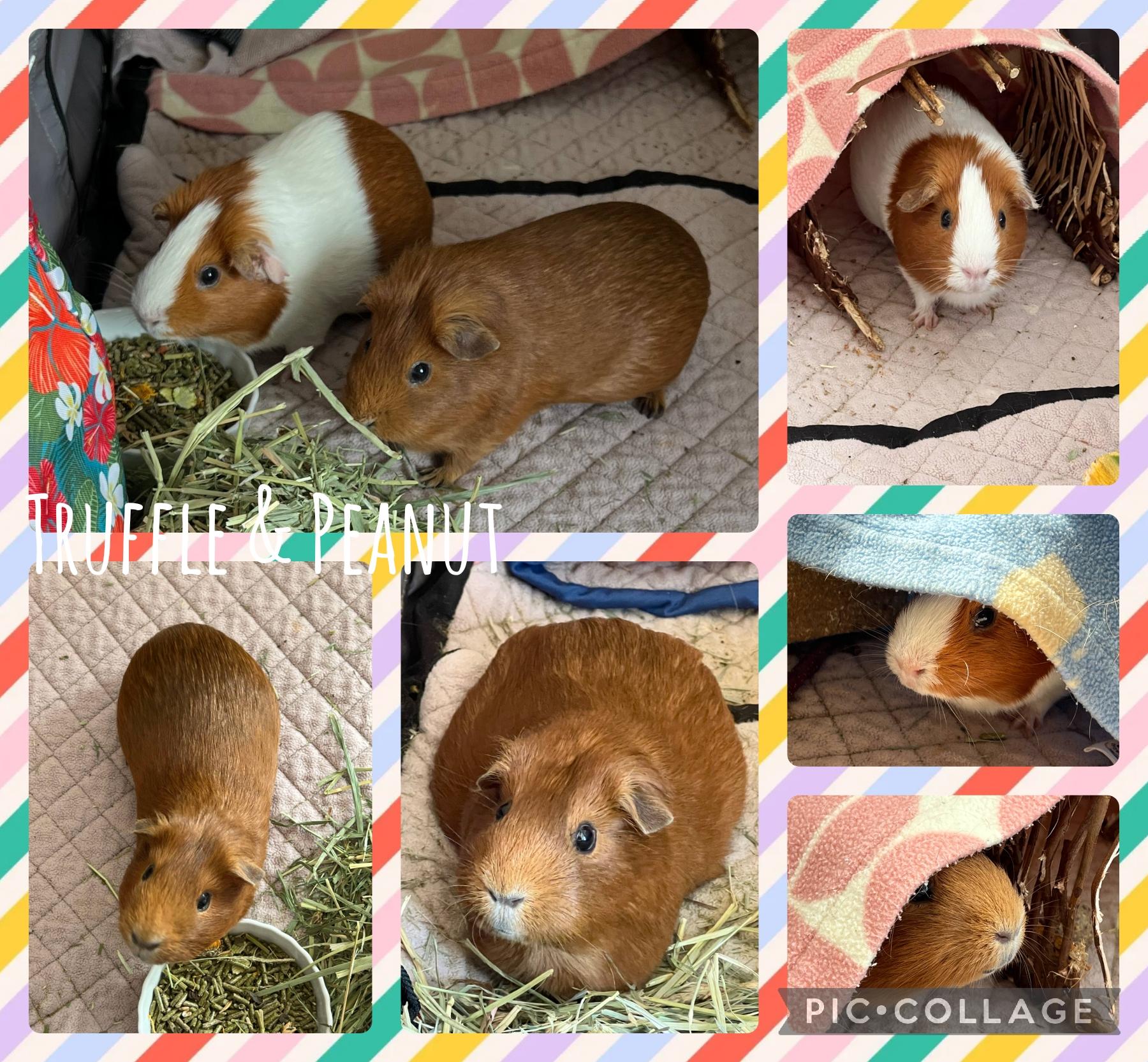 Truffle and Peanut, ADOPTABLE, Adult Female Guinea Pig.
