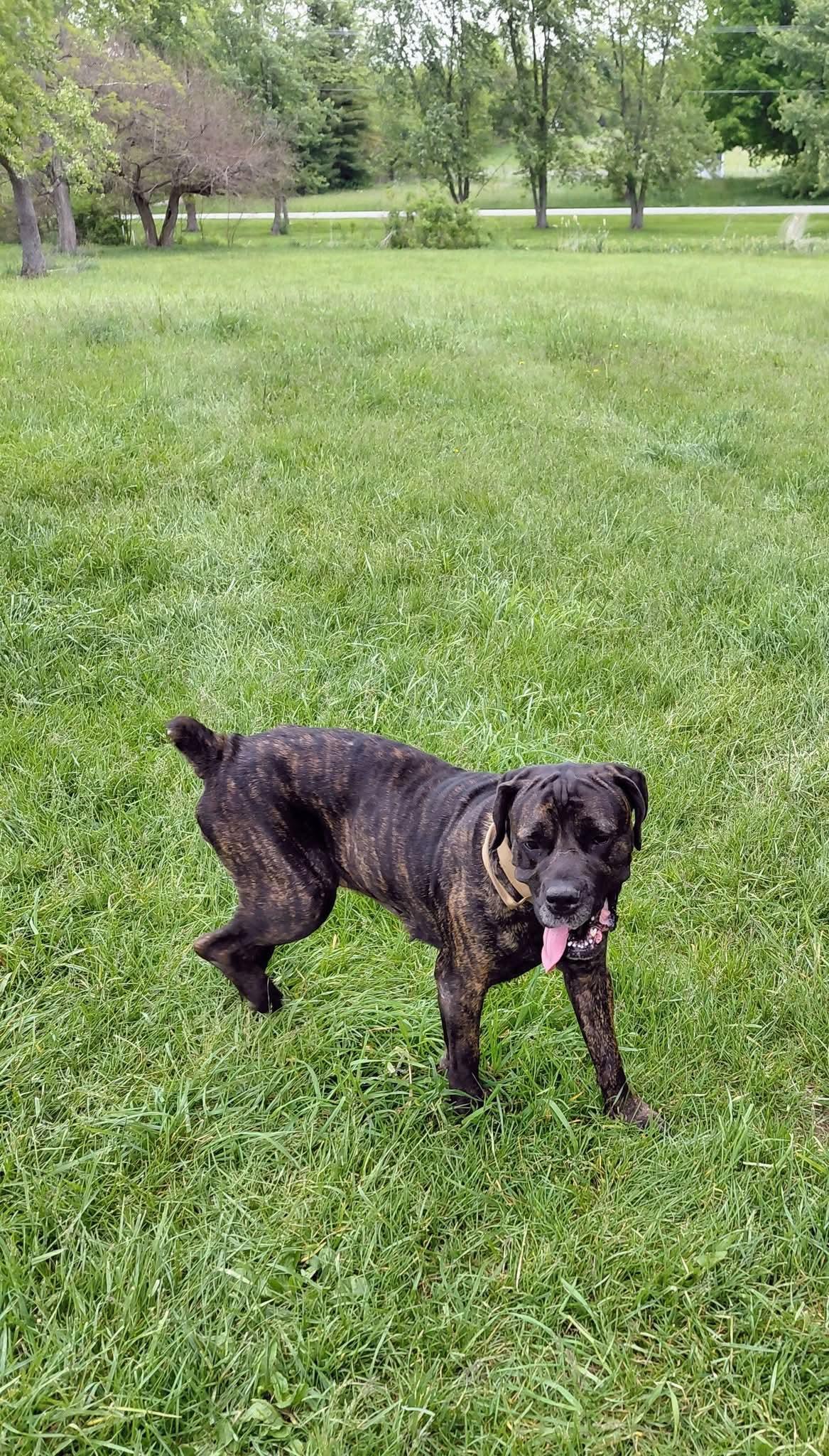 Gigi, an adopted Cane Corso in Muncie, IN image 4/6