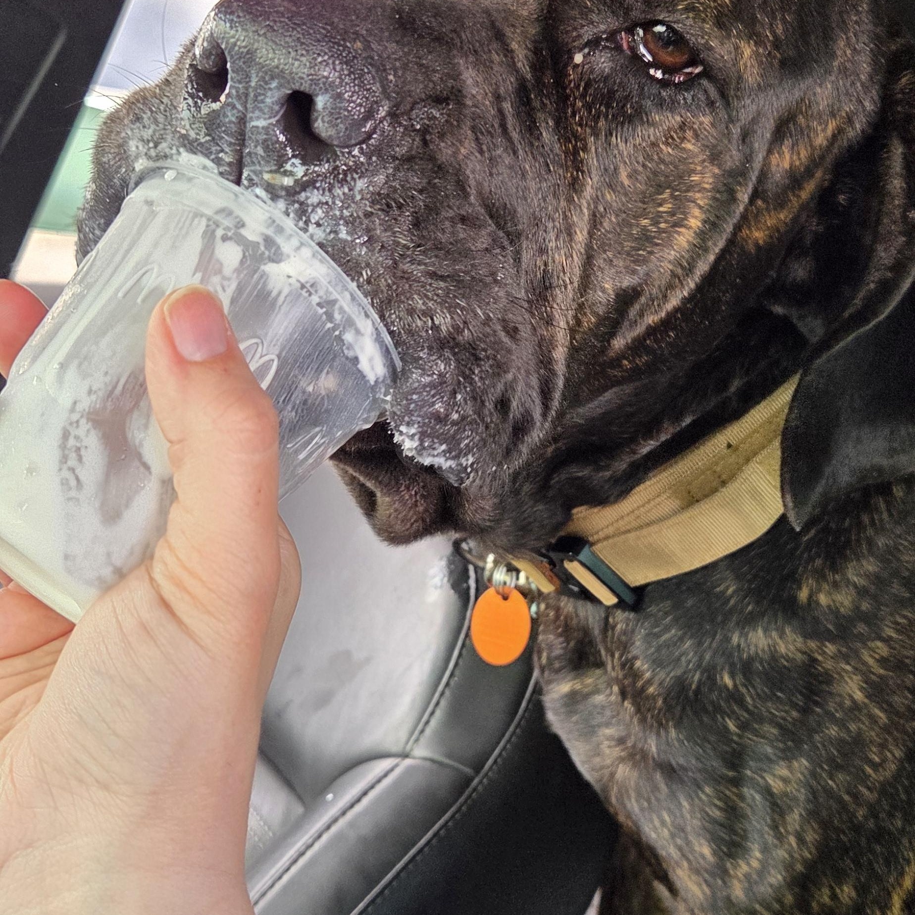 Gigi, an adopted Cane Corso in Muncie, IN image 2/6