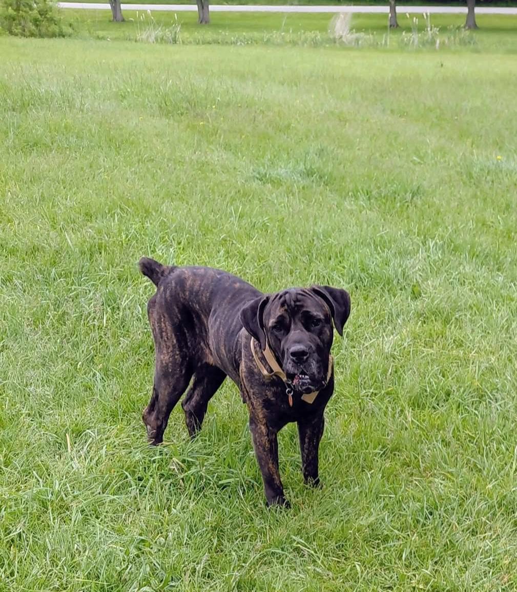 Gigi, an adopted Cane Corso in Muncie, IN image 6/6