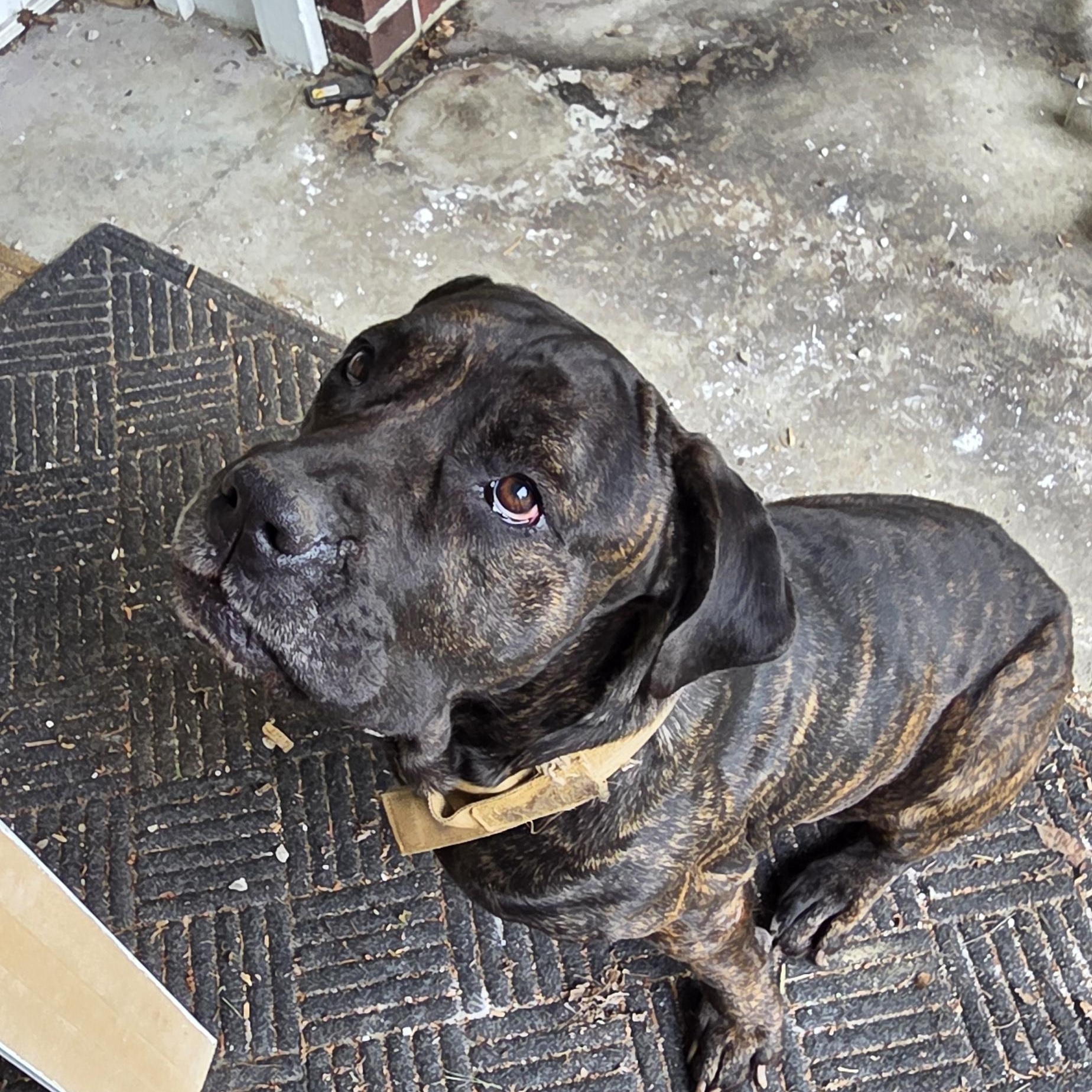 Gigi, an adopted Cane Corso in Muncie, IN image 5/6