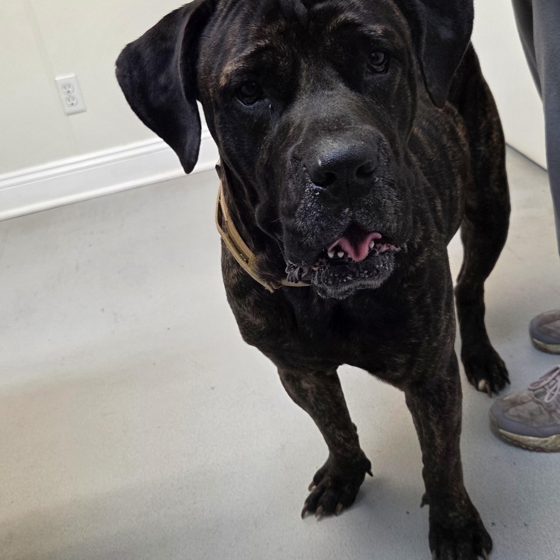 Gigi, an adopted Cane Corso in Muncie, IN image 3/6