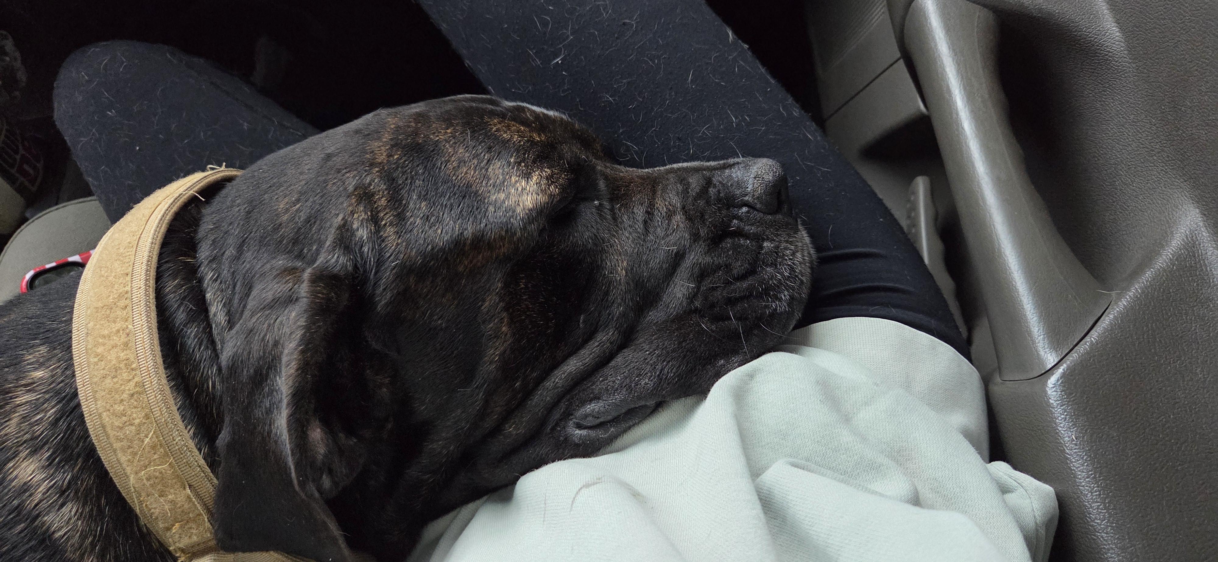 Gigi, adopted, Adult Female Cane Corso.