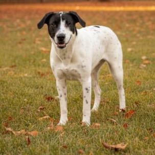 Enlarge Toby, a Adoptable mixed breed in Tomah, WI image 1/1