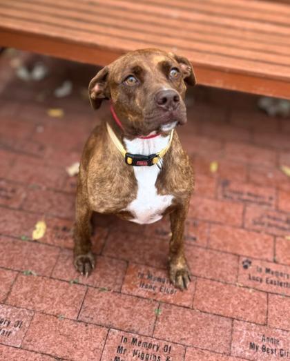 Enlarge Hardy, a ADOPTABLE mixed breed in Quincy, IL image 1/1