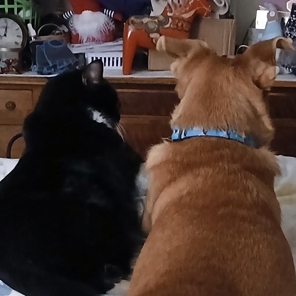 Shug — thumbnail 2