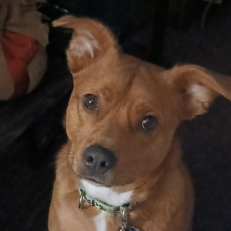 Shug — thumbnail 3