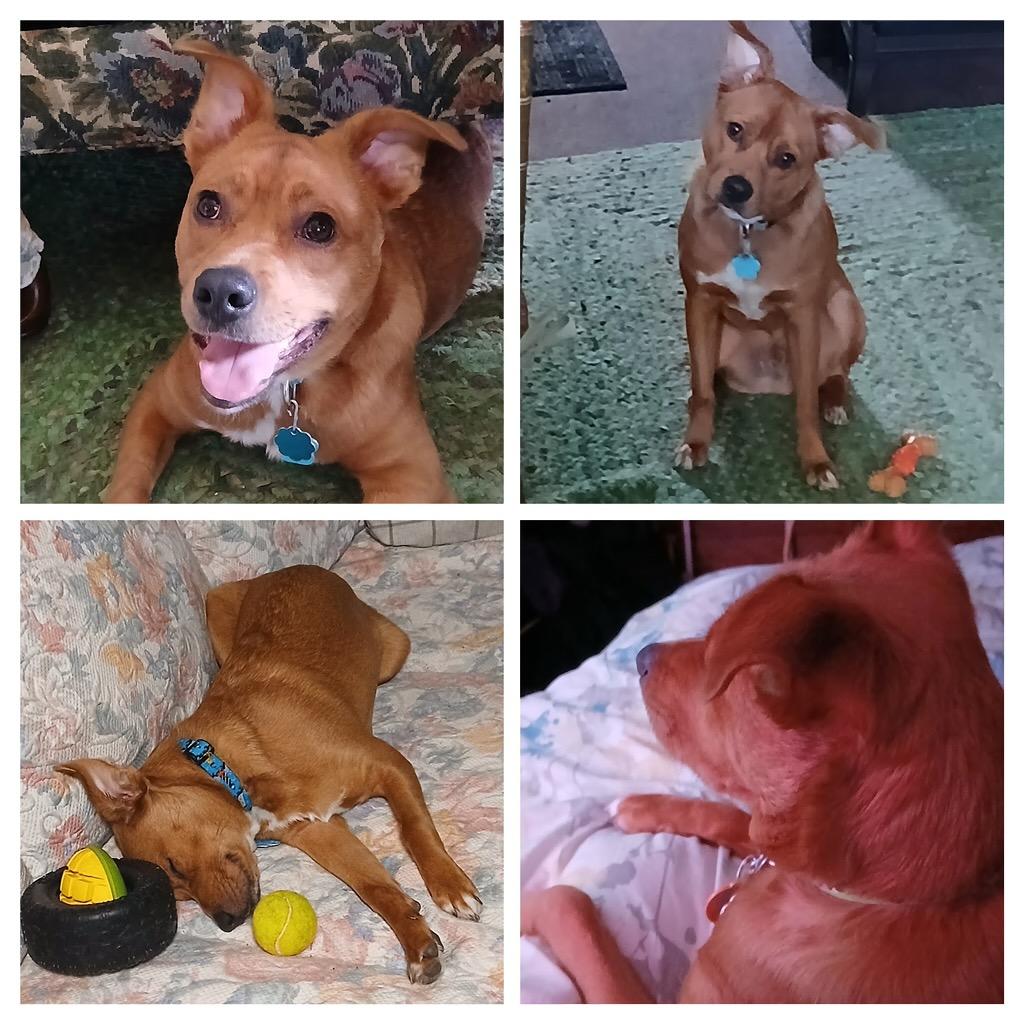 Shug — thumbnail 5