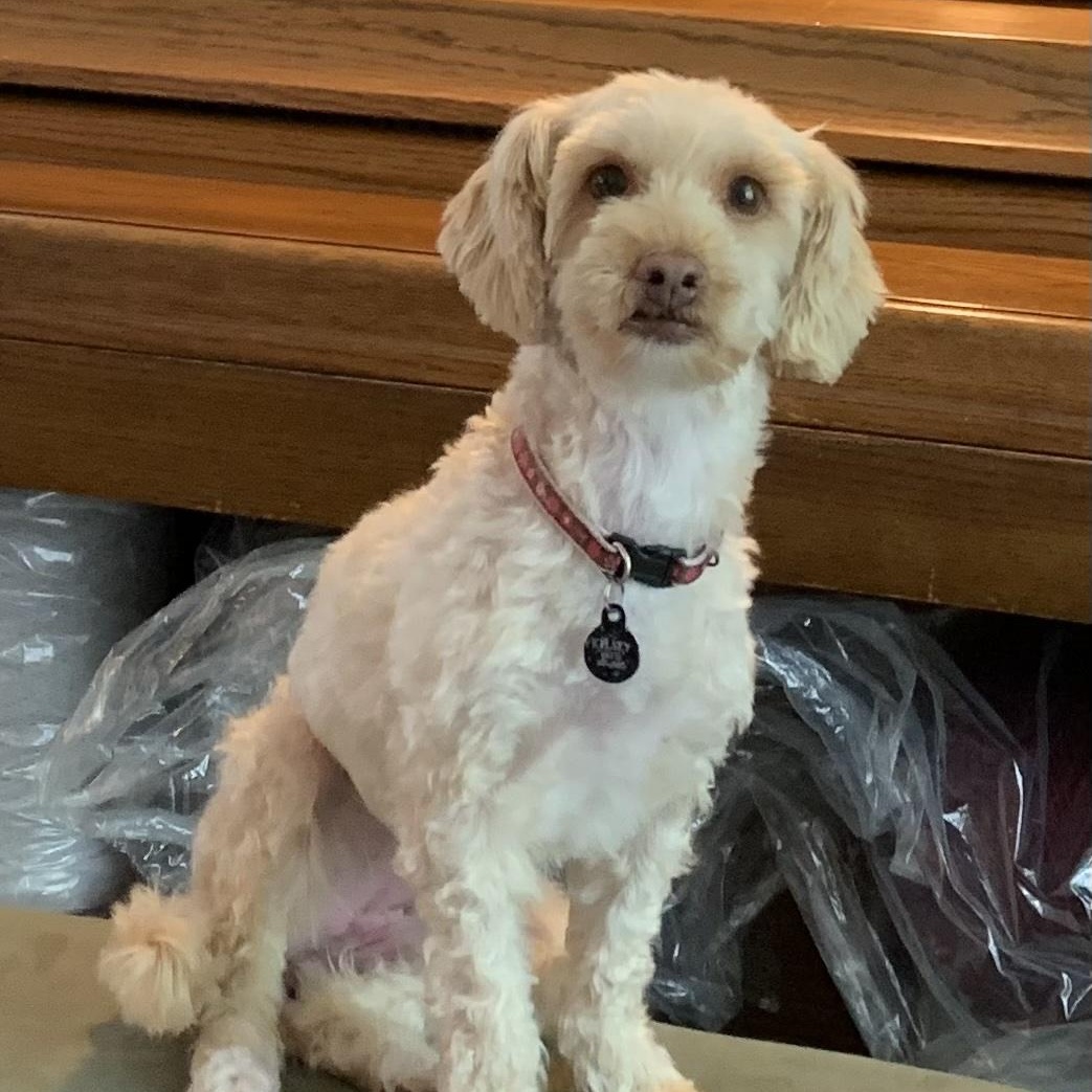 Enlarge Maggie, an adopted mixed breed in Pleasanton, CA image 2/3