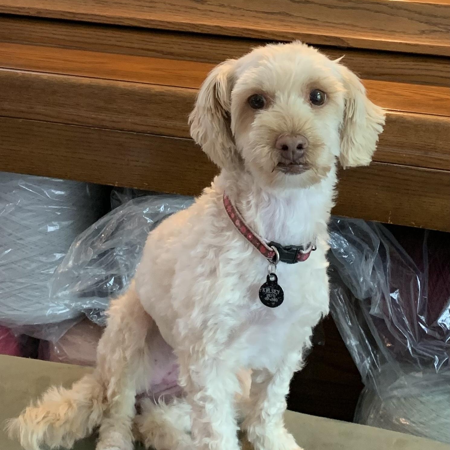 Enlarge Maggie, an adopted mixed breed in Pleasanton, CA image 3/3