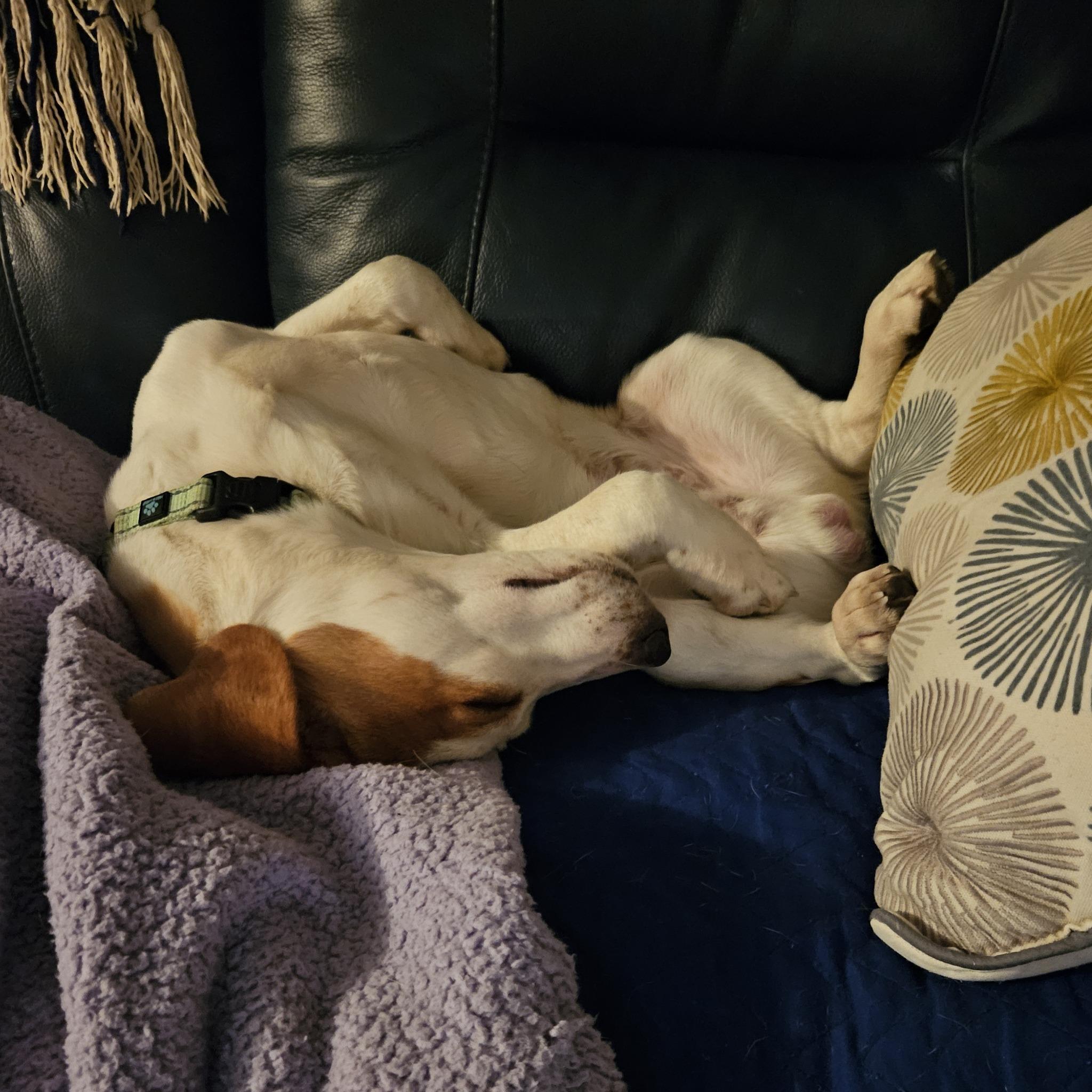 Dash, an adoptable Beagle in Palos Park, IL image 3/6