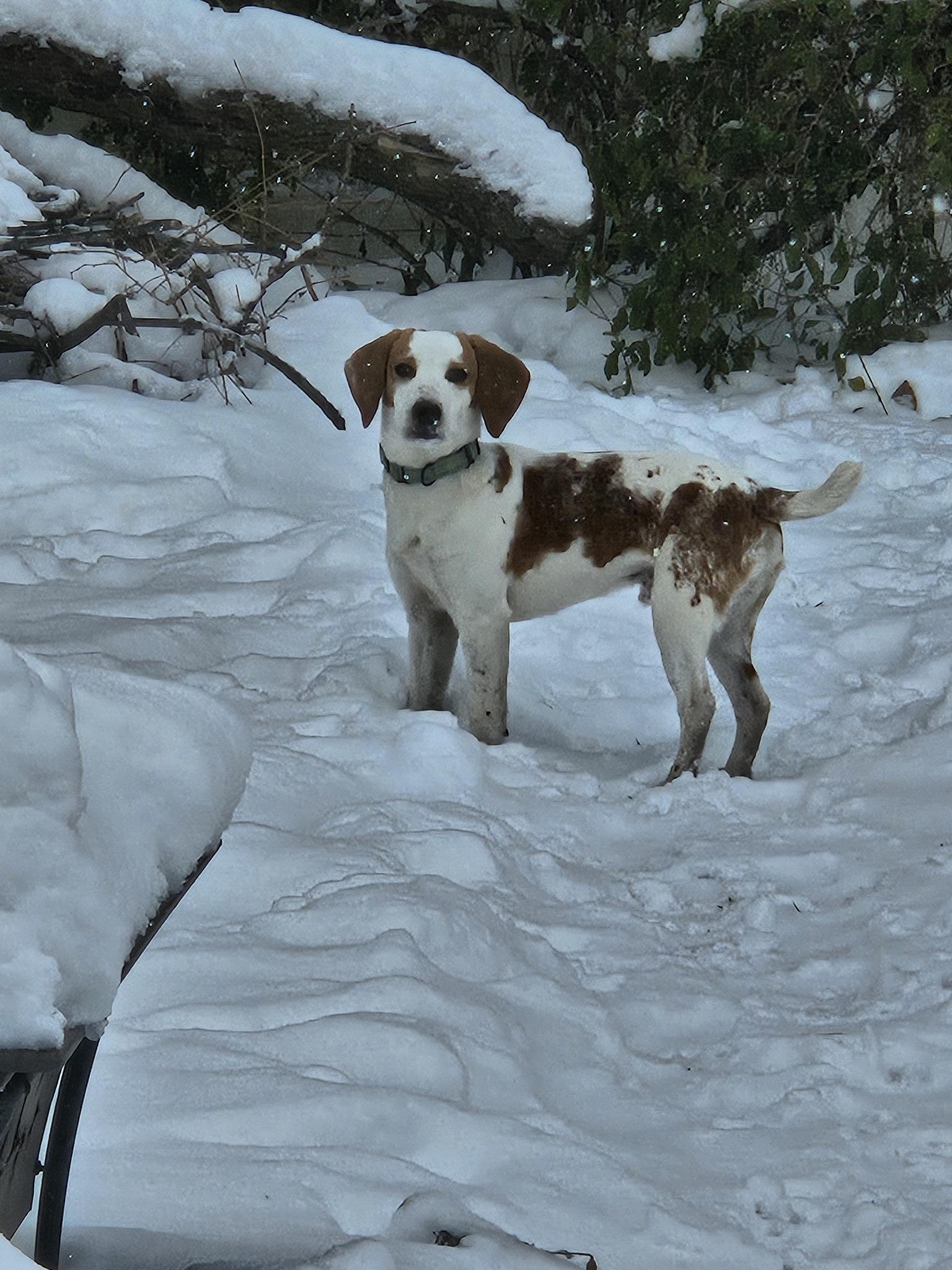 Dash, an adoptable Beagle in Palos Park, IL image 4/6