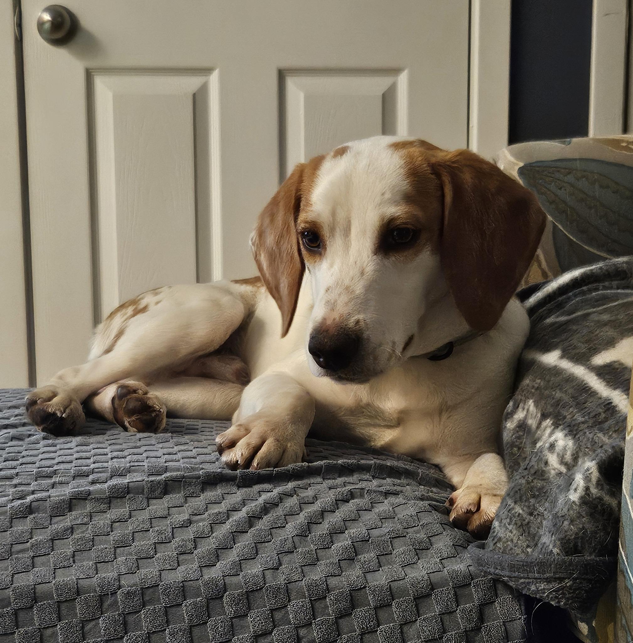 Dash, an adoptable Beagle in Palos Park, IL image 5/6
