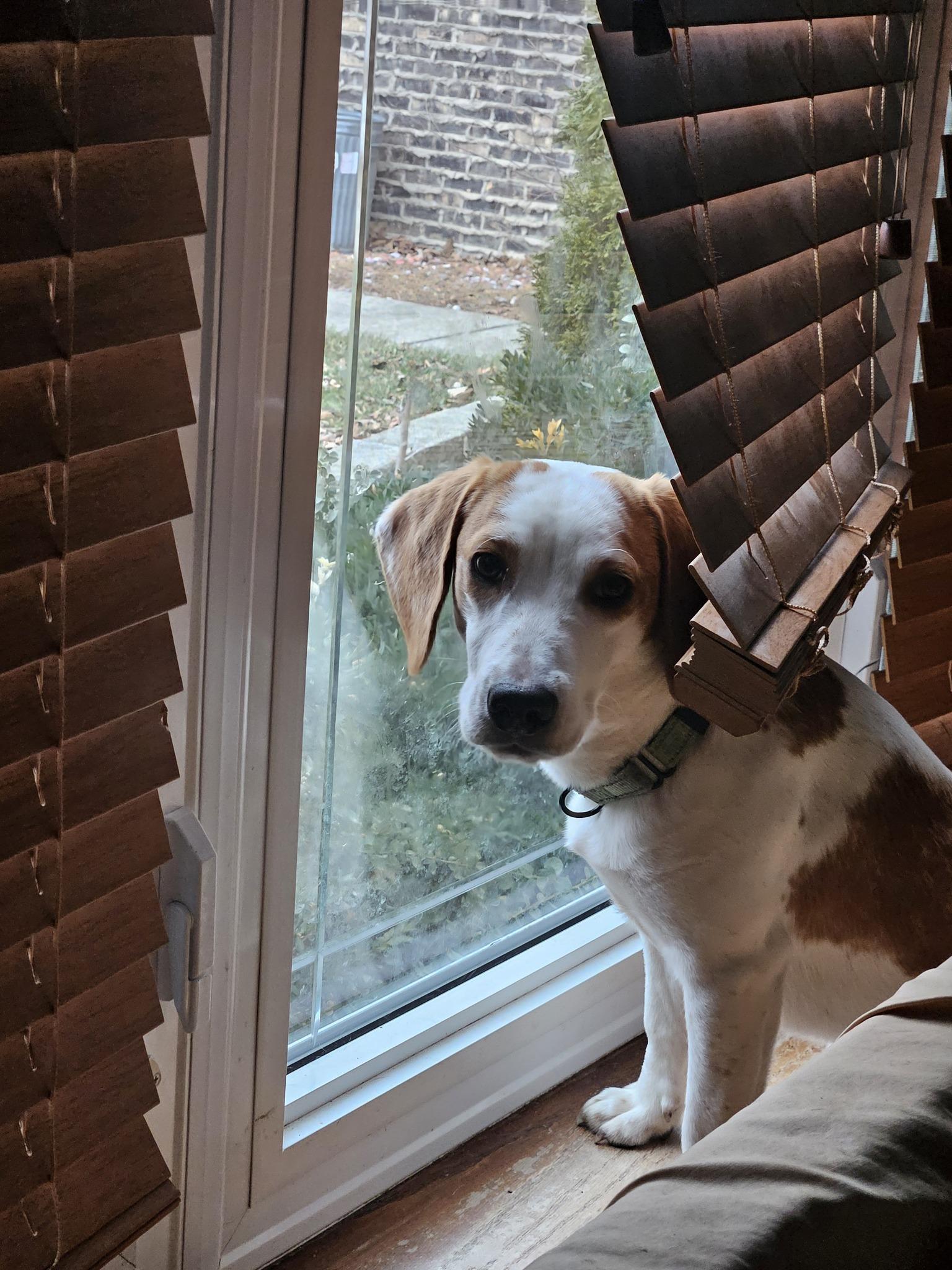Dash, adoptable, Young Male Beagle.