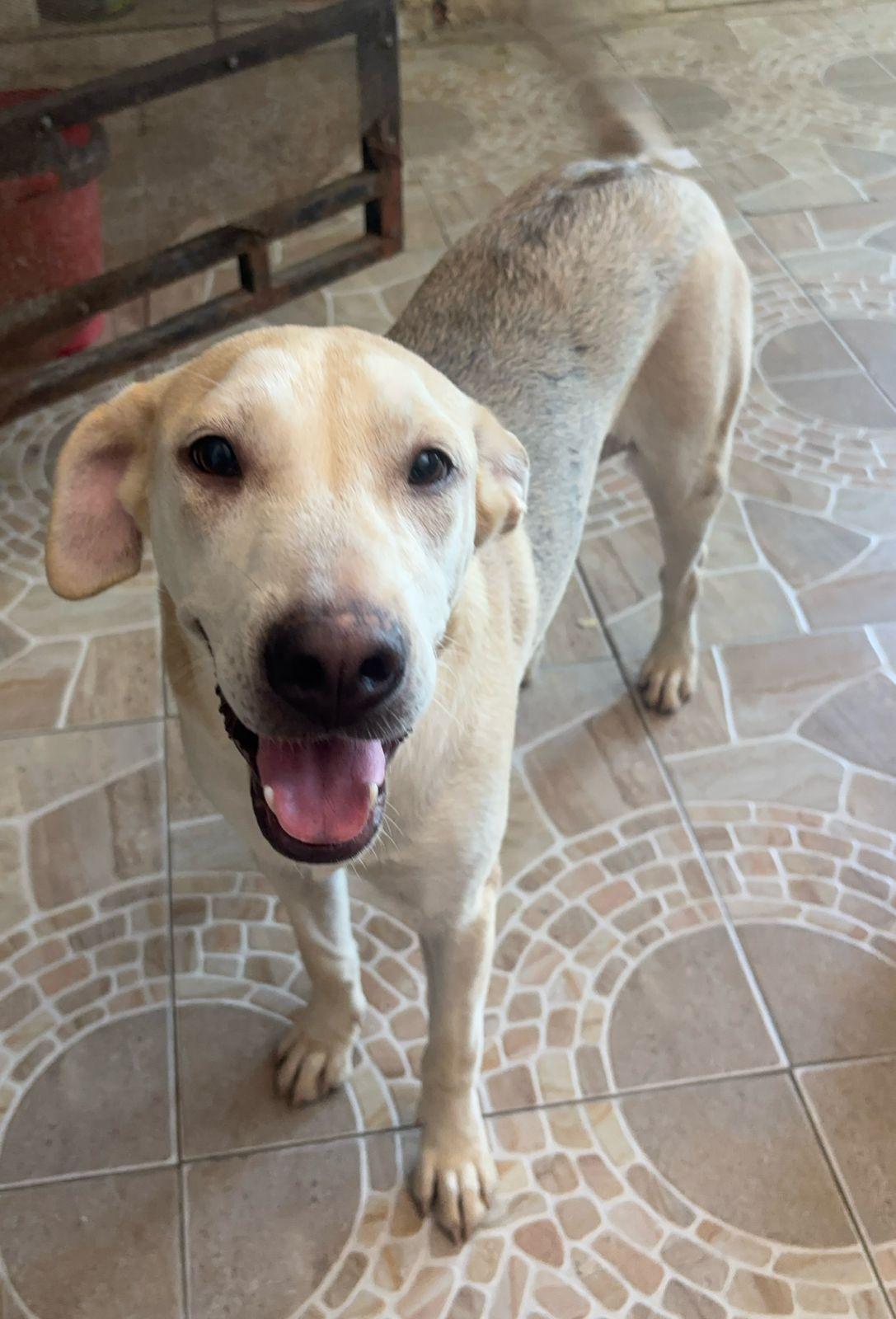 Enlarge Nena, a Adoptable mixed breed in Victoria, BC image 2/3
