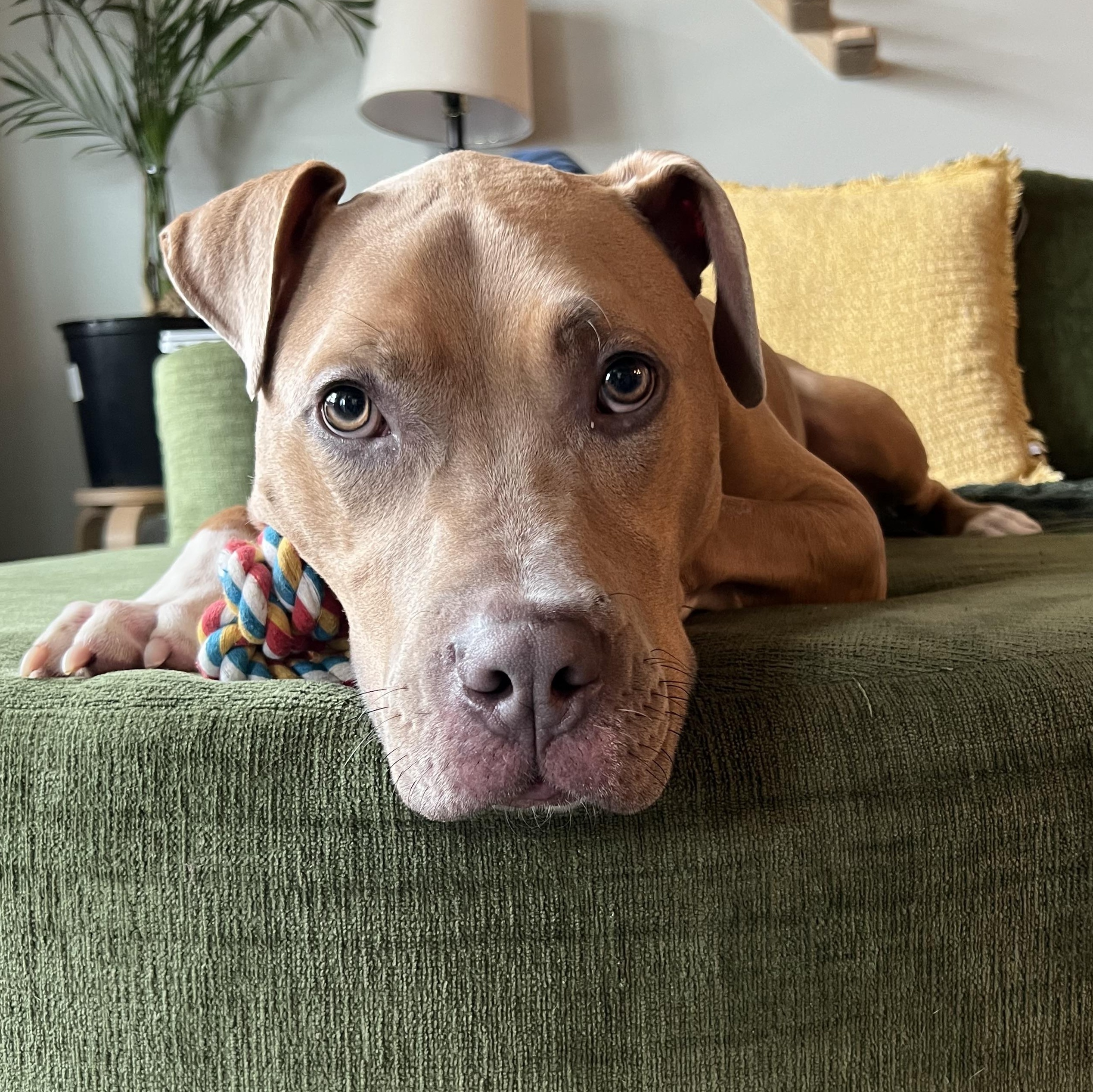 Enlarge Clover, a Adoptable mixed breed in Columbus, OH image 1/6