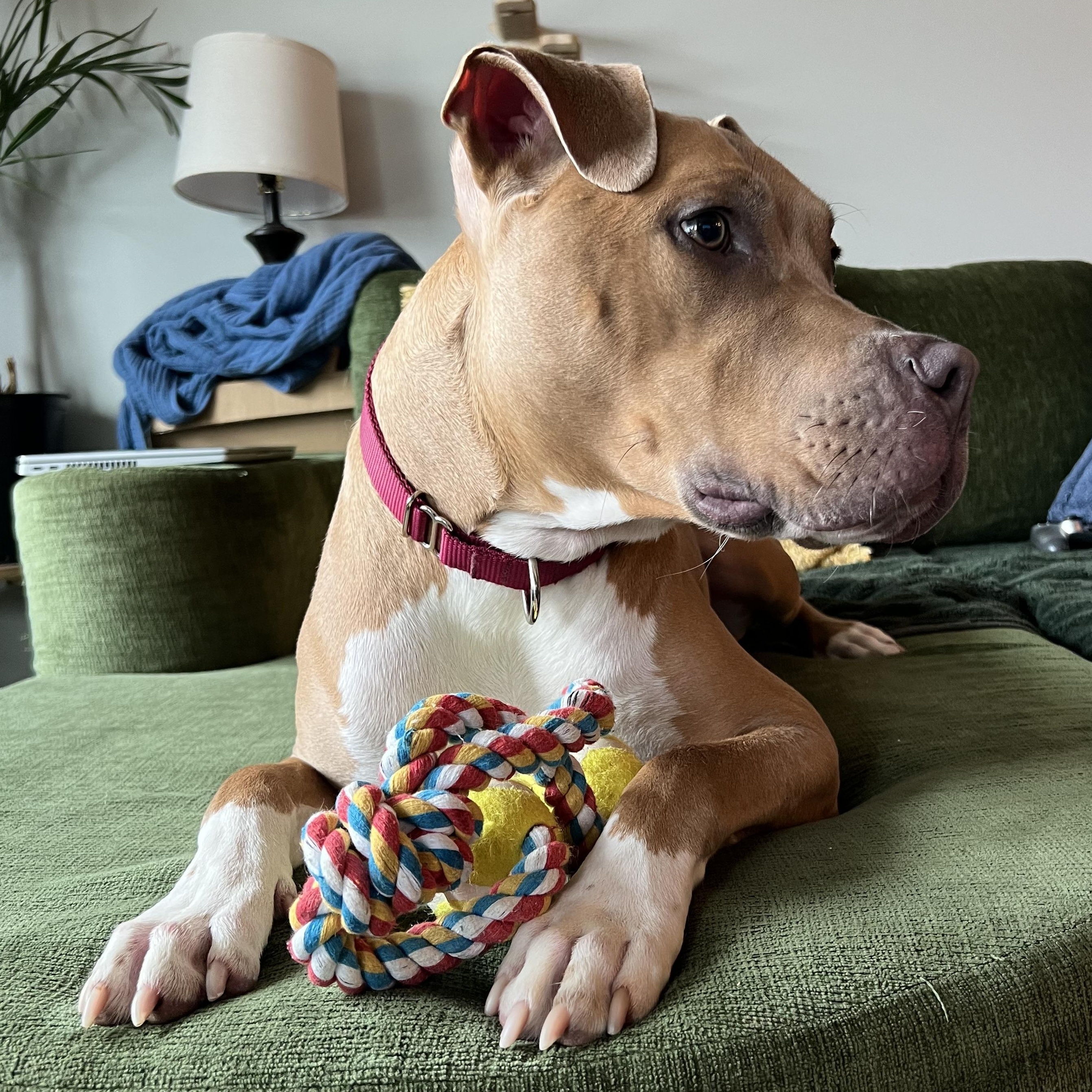 Enlarge Clover, a Adoptable mixed breed in Columbus, OH image 6/6