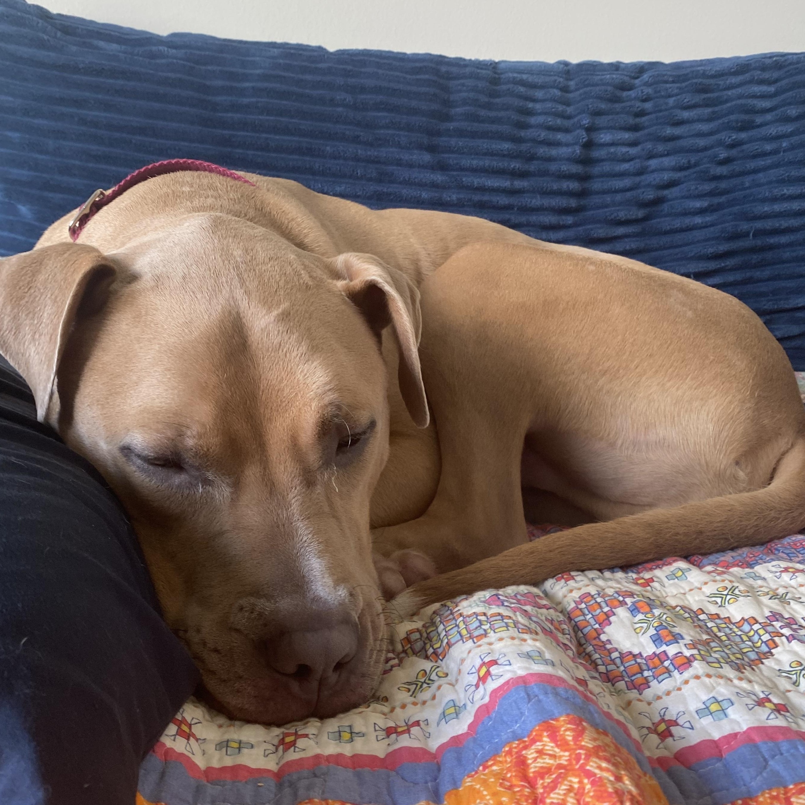 Enlarge Clover, a Adoptable mixed breed in Columbus, OH image 5/6