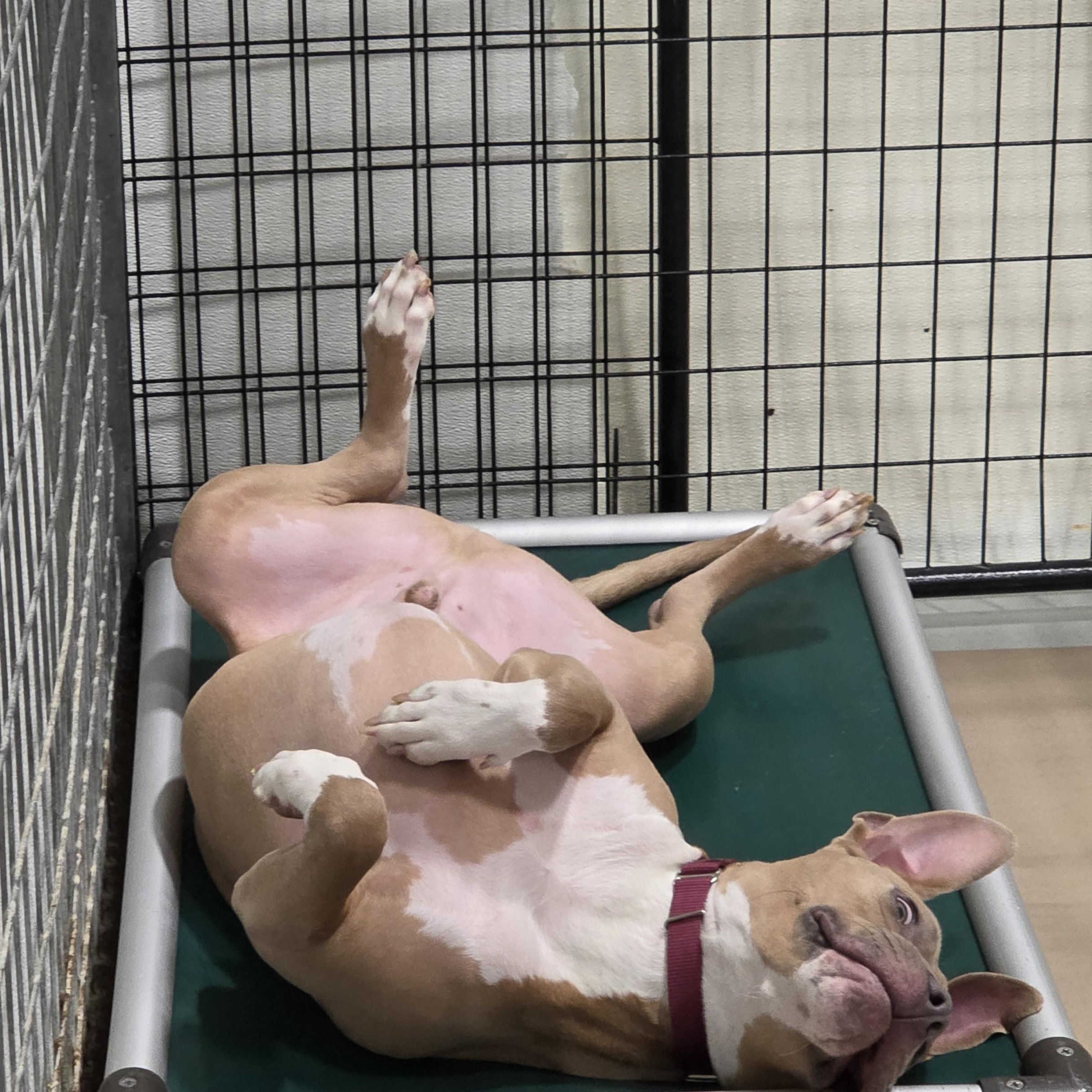 Enlarge Clover, a Adoptable mixed breed in Columbus, OH image 4/6