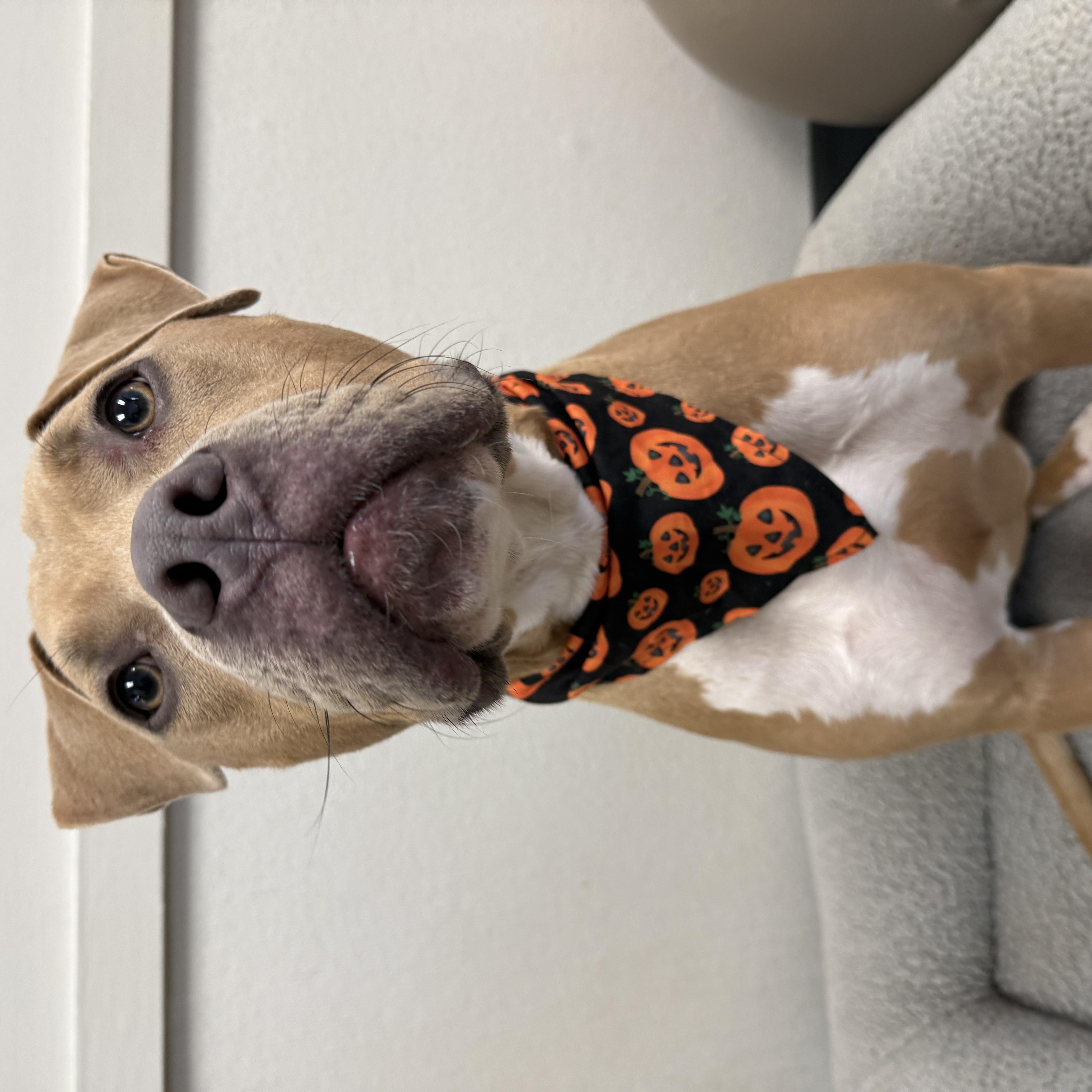 Enlarge Clover, a Adoptable mixed breed in Columbus, OH image 2/6