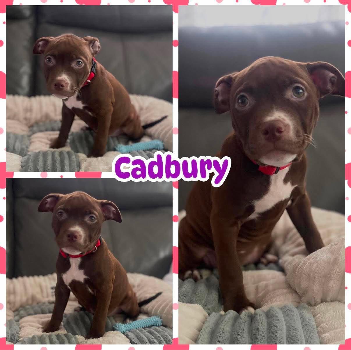 Enlarge Cadbury, a Adopted mixed breed in Ringwood, NJ image 1/1